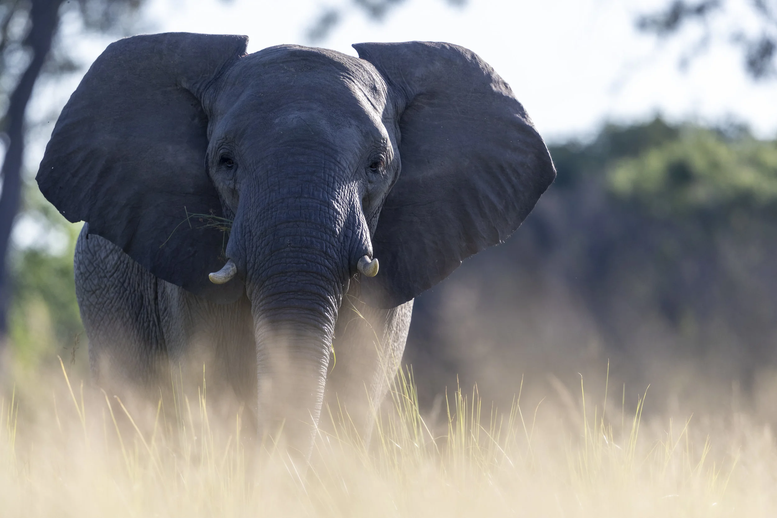 Botswana -1-19.jpg