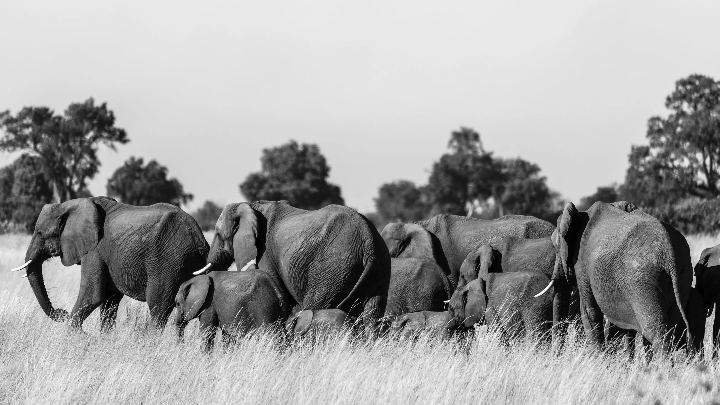 Botswana -2.jpg