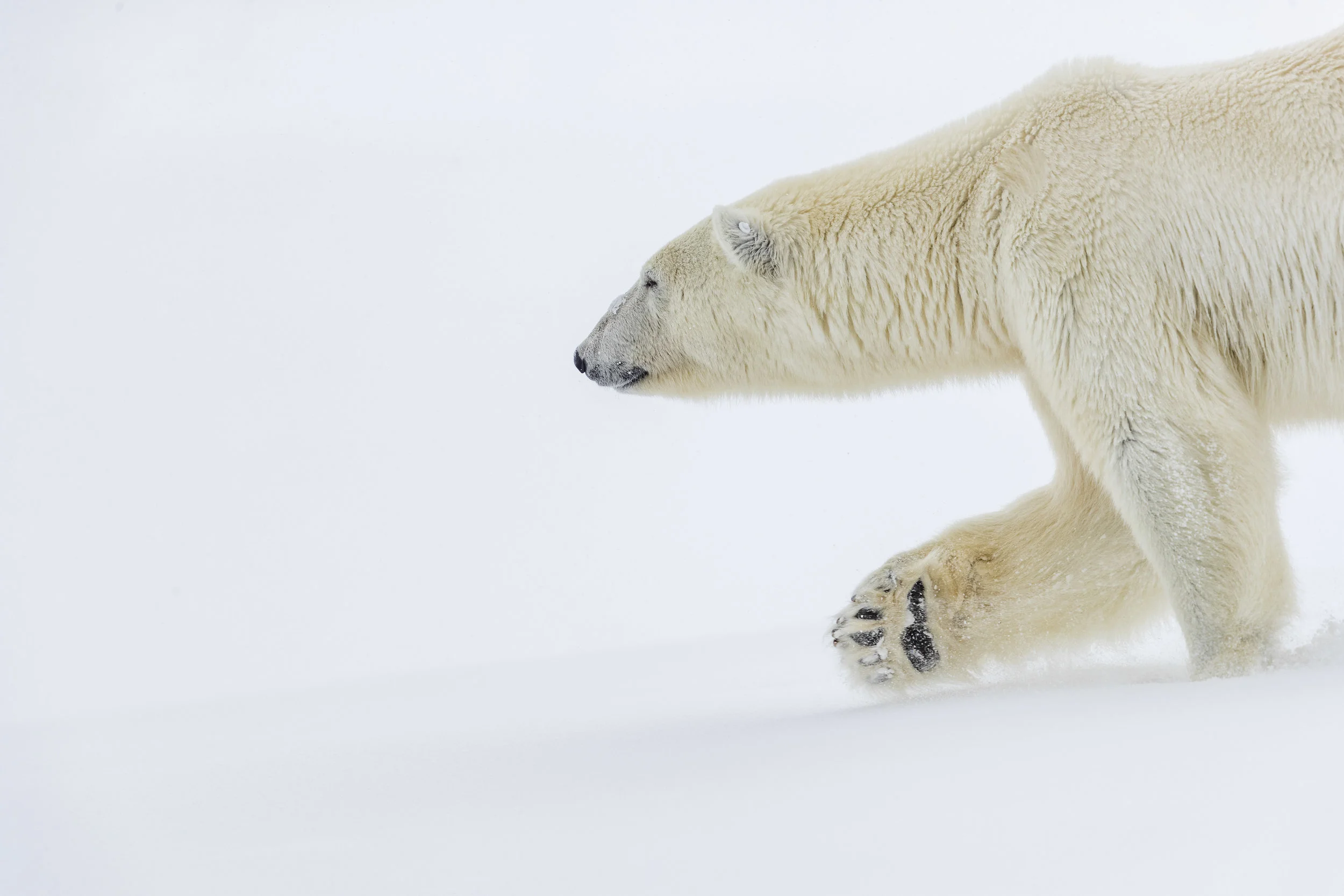 svalbard 2019-1-7.jpg