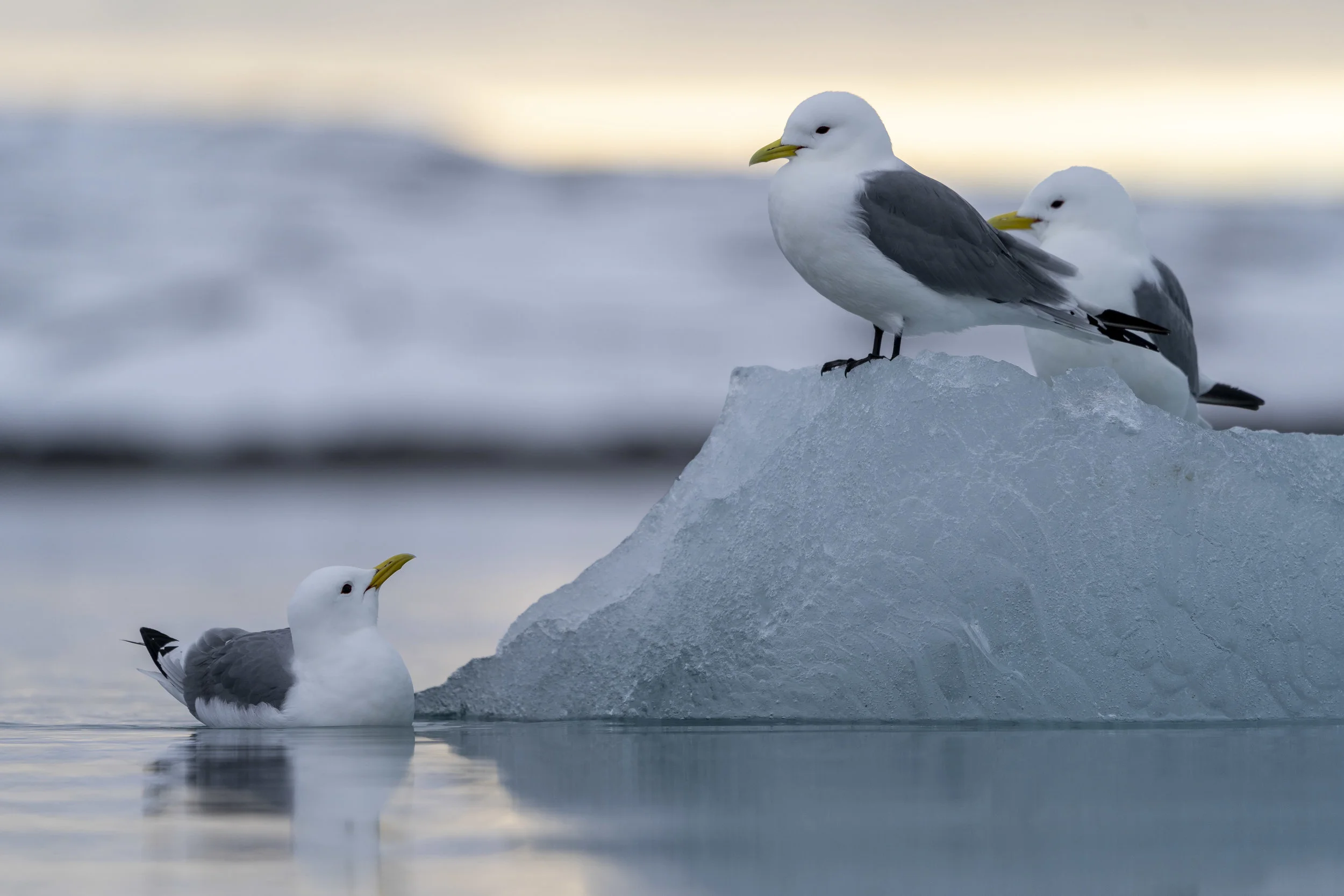 svalbard 2019-1-13.jpg