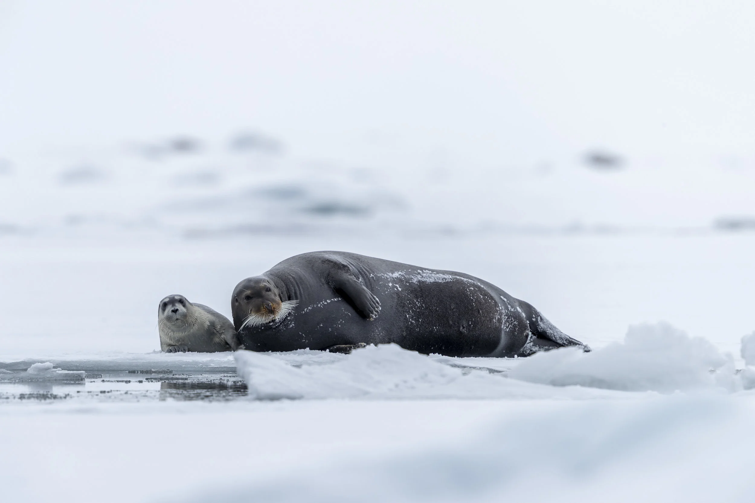 svalbard 2019-1-19.jpg