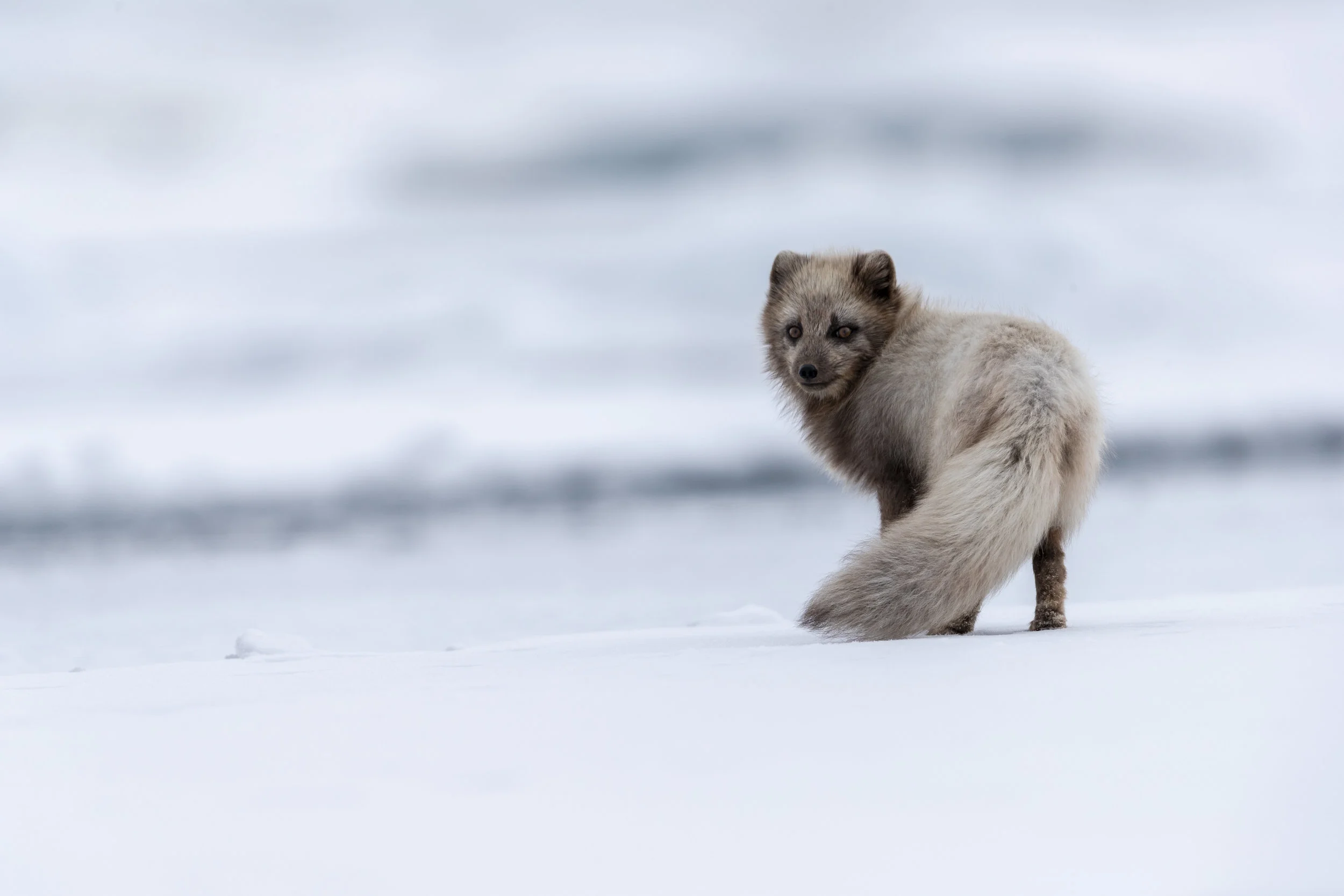 svalbard 2019-1-23.jpg