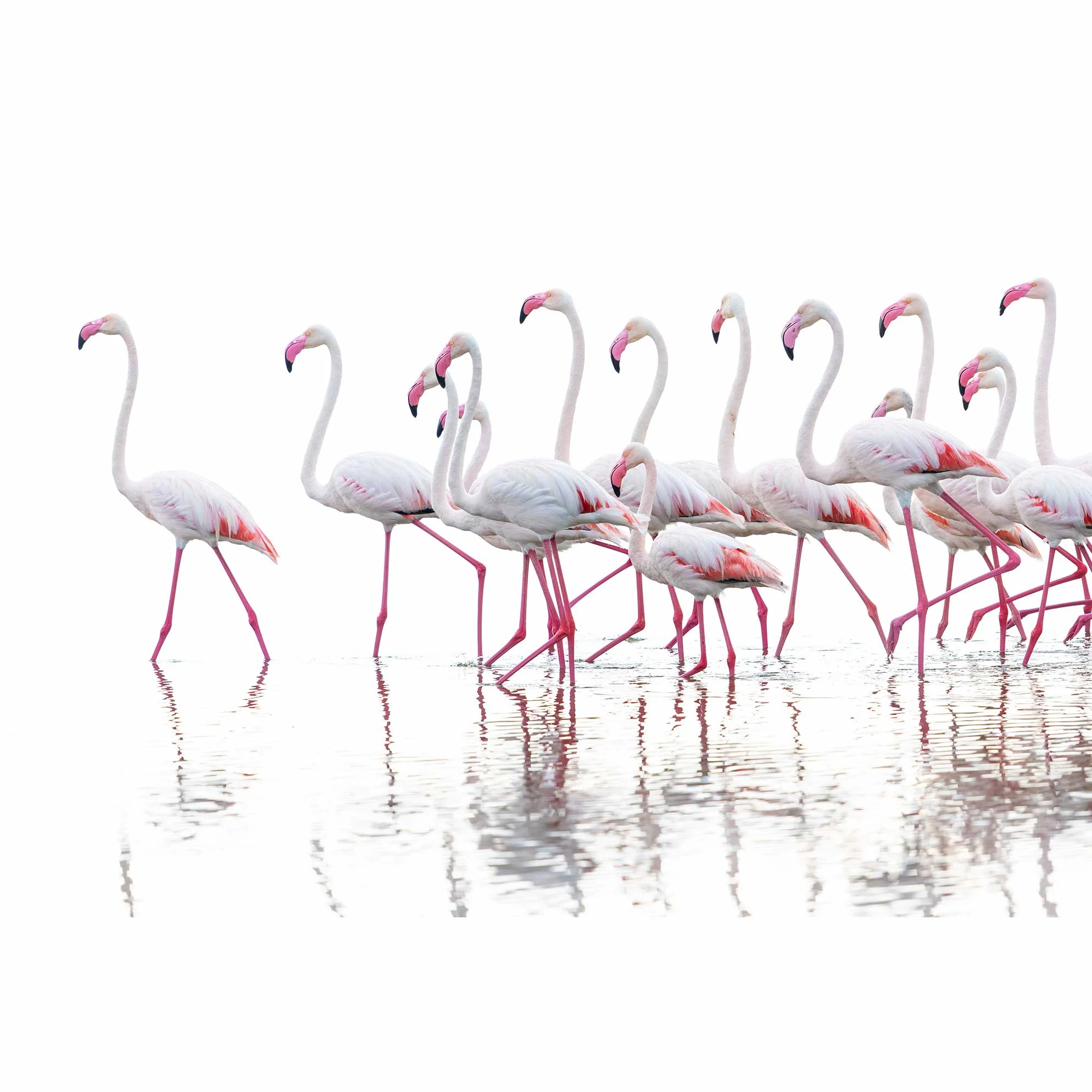 Flamingo