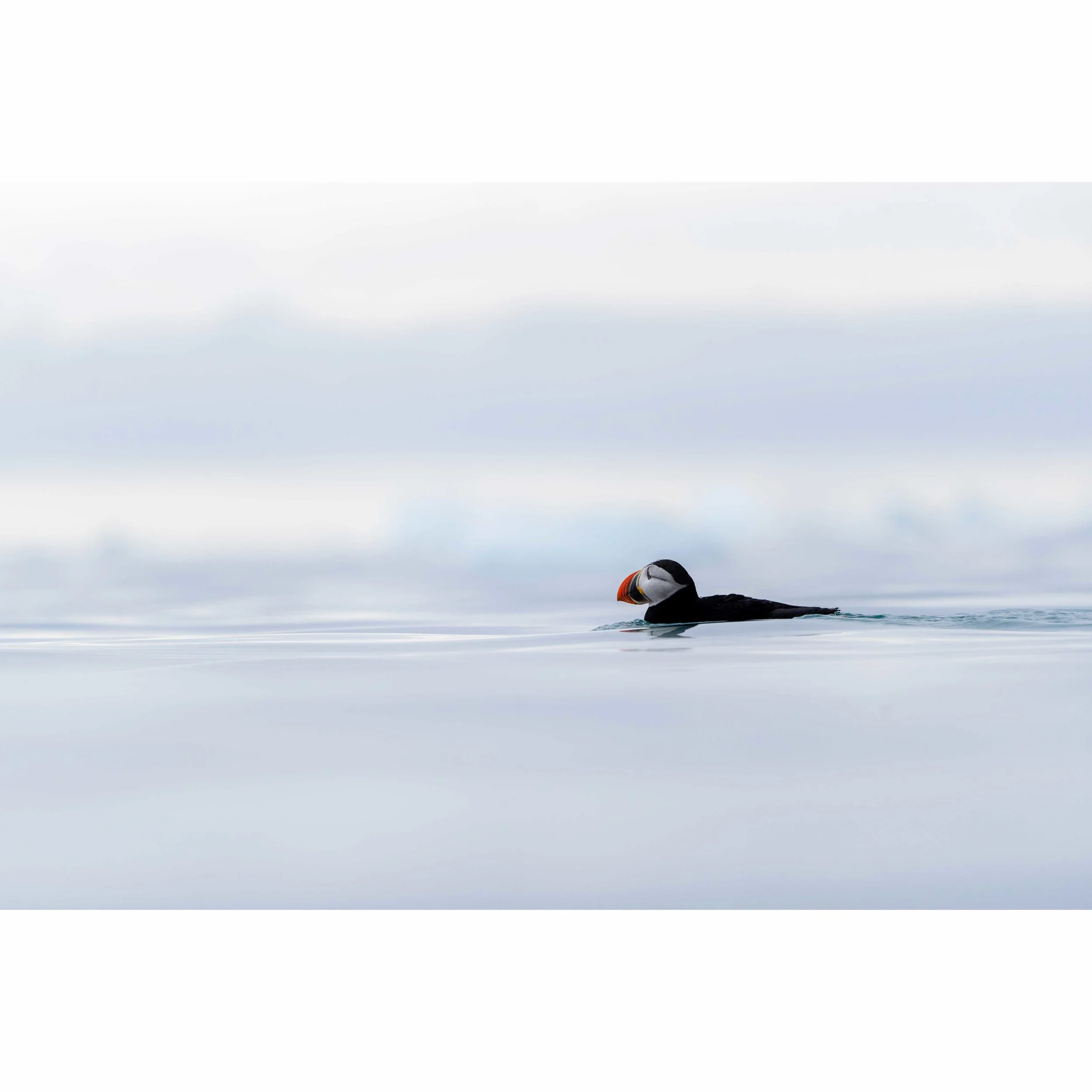 Arctic parrot.jpg