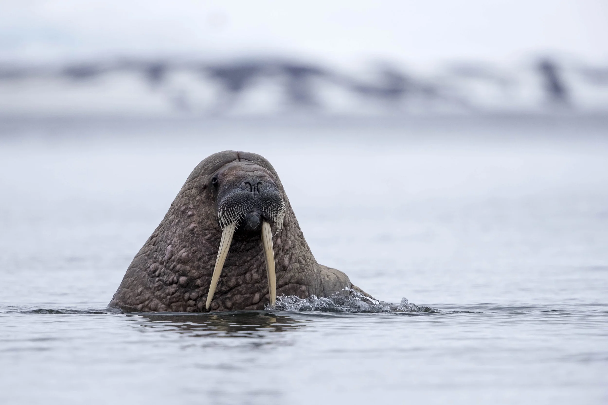 walrus-8.jpg