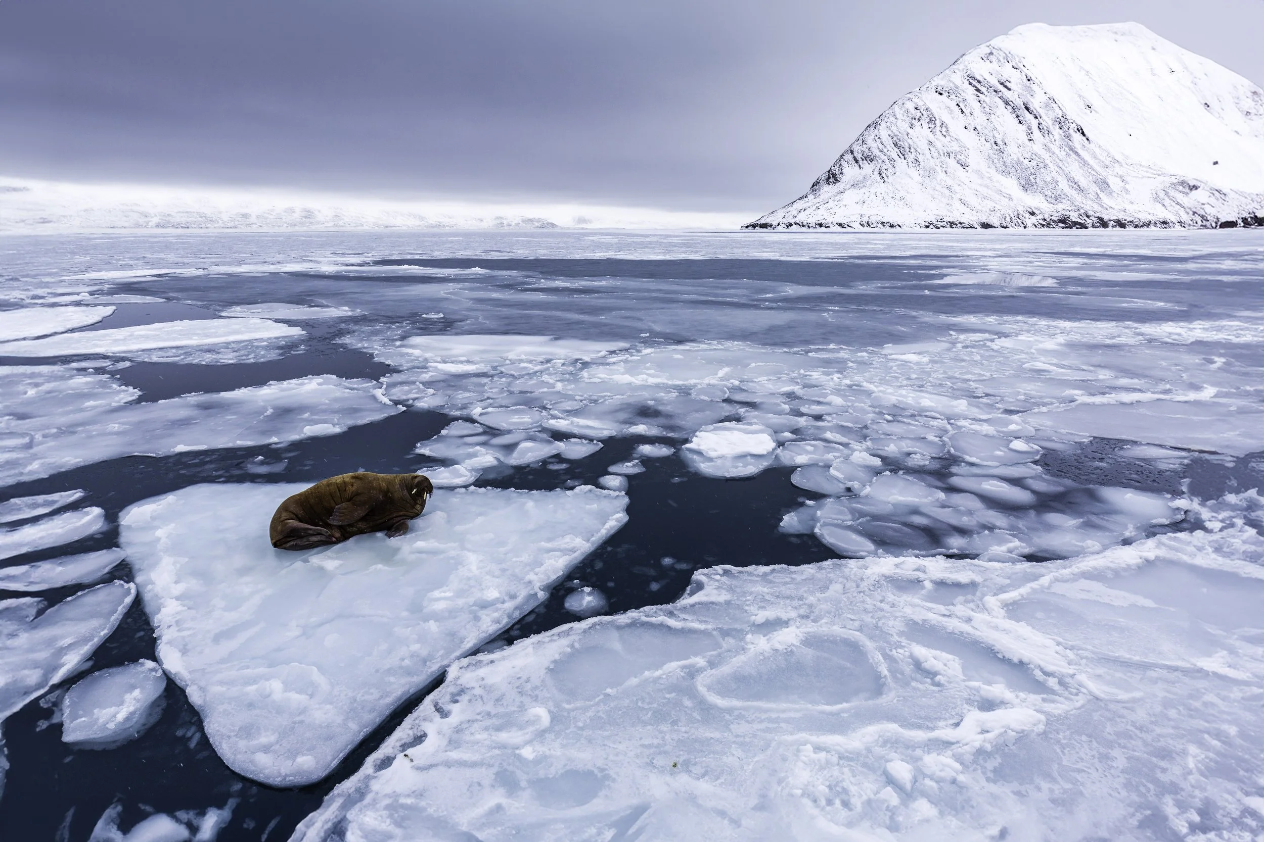 Svalbard 2016-27.jpg