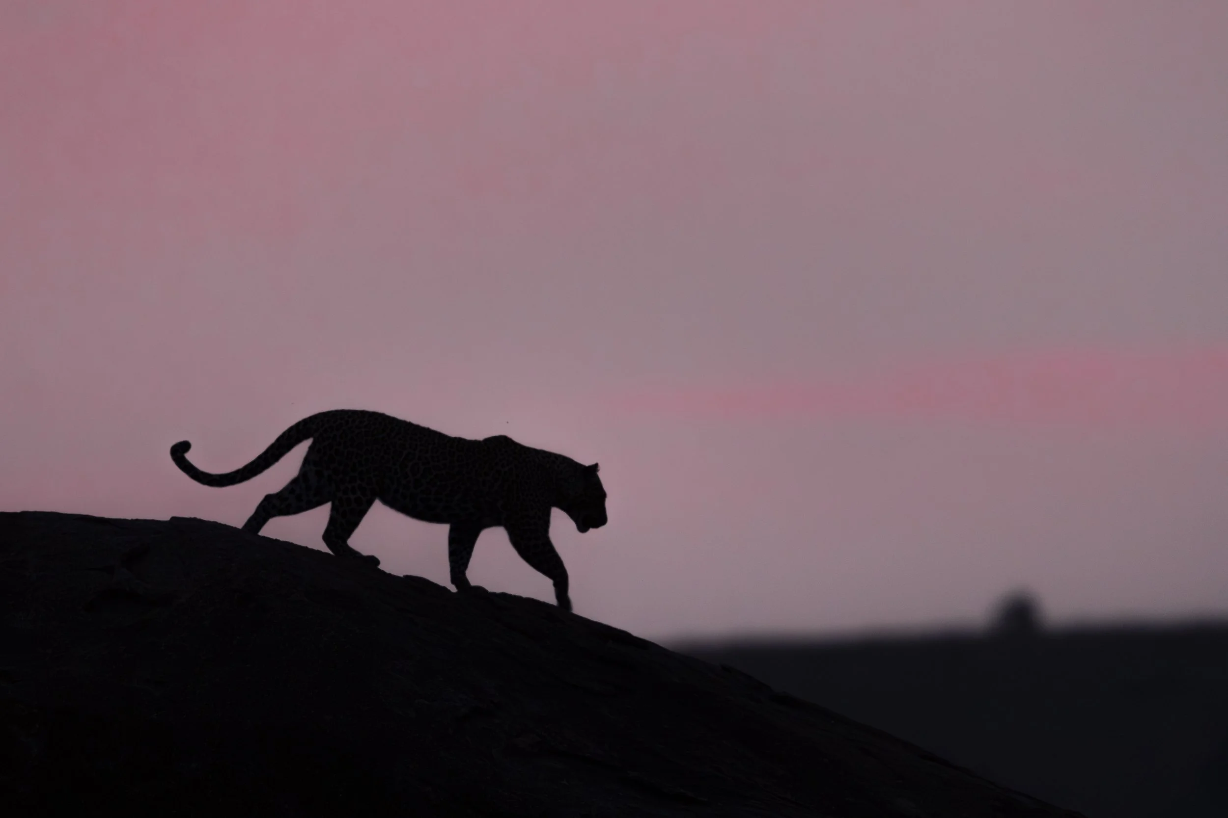 Serengeti 2020 II.jpg