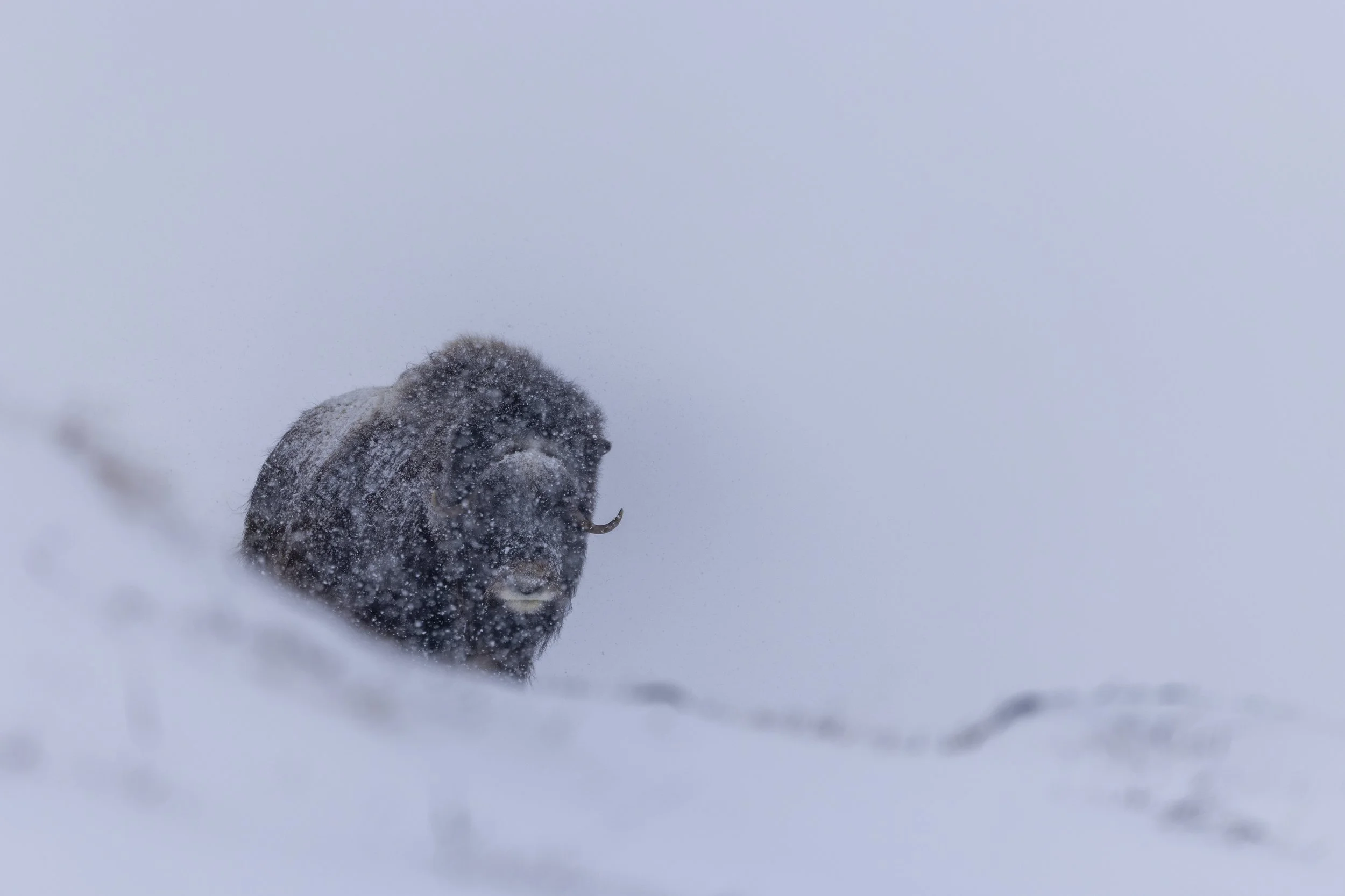 Dovrefjell 2026-7.jpg