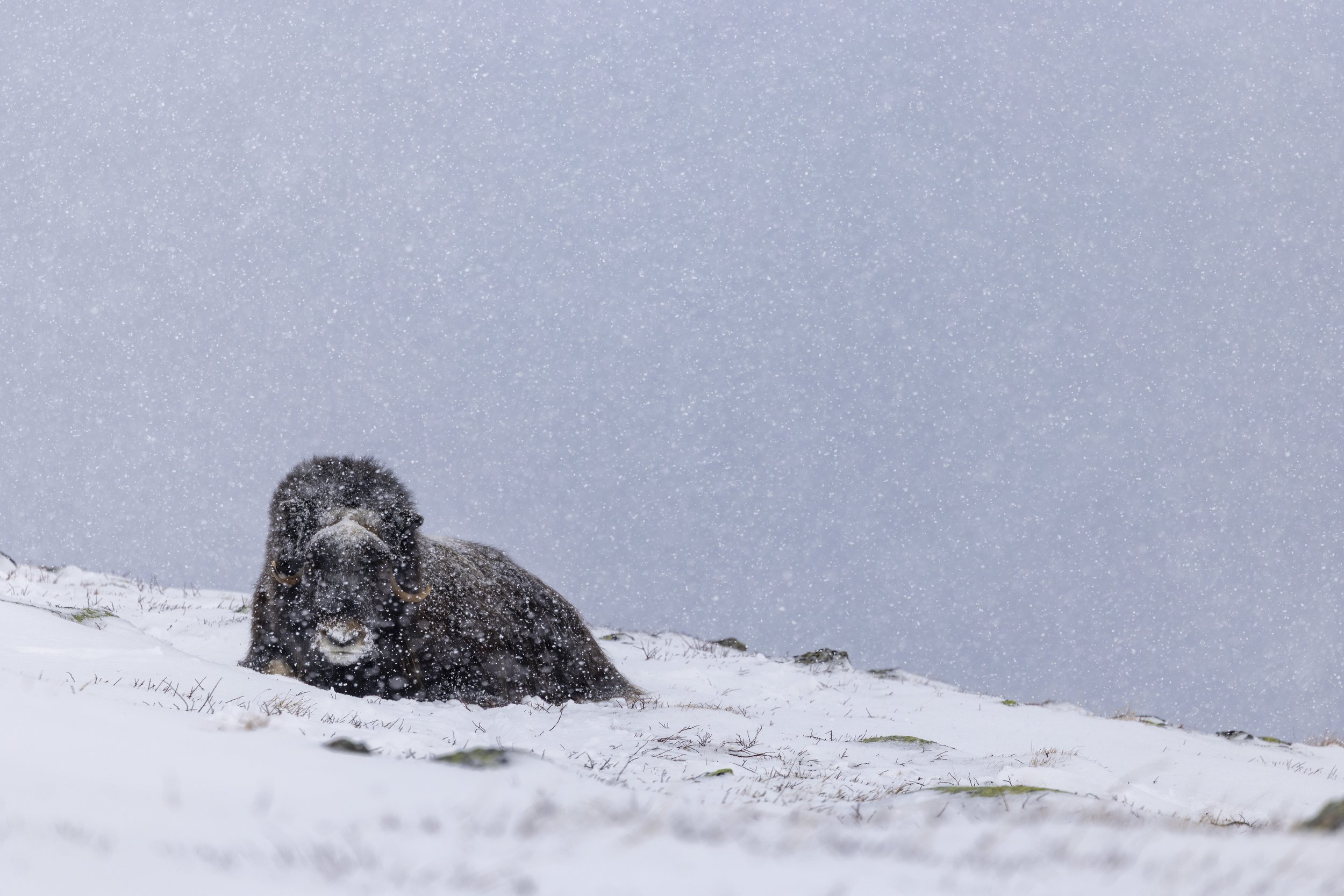 Dovrefjell 2026-8.jpg