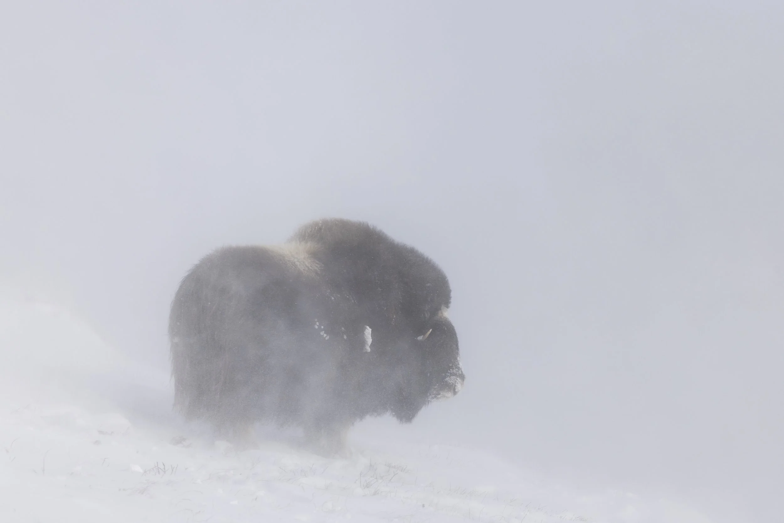 Dovrefjell 2026-5.jpg