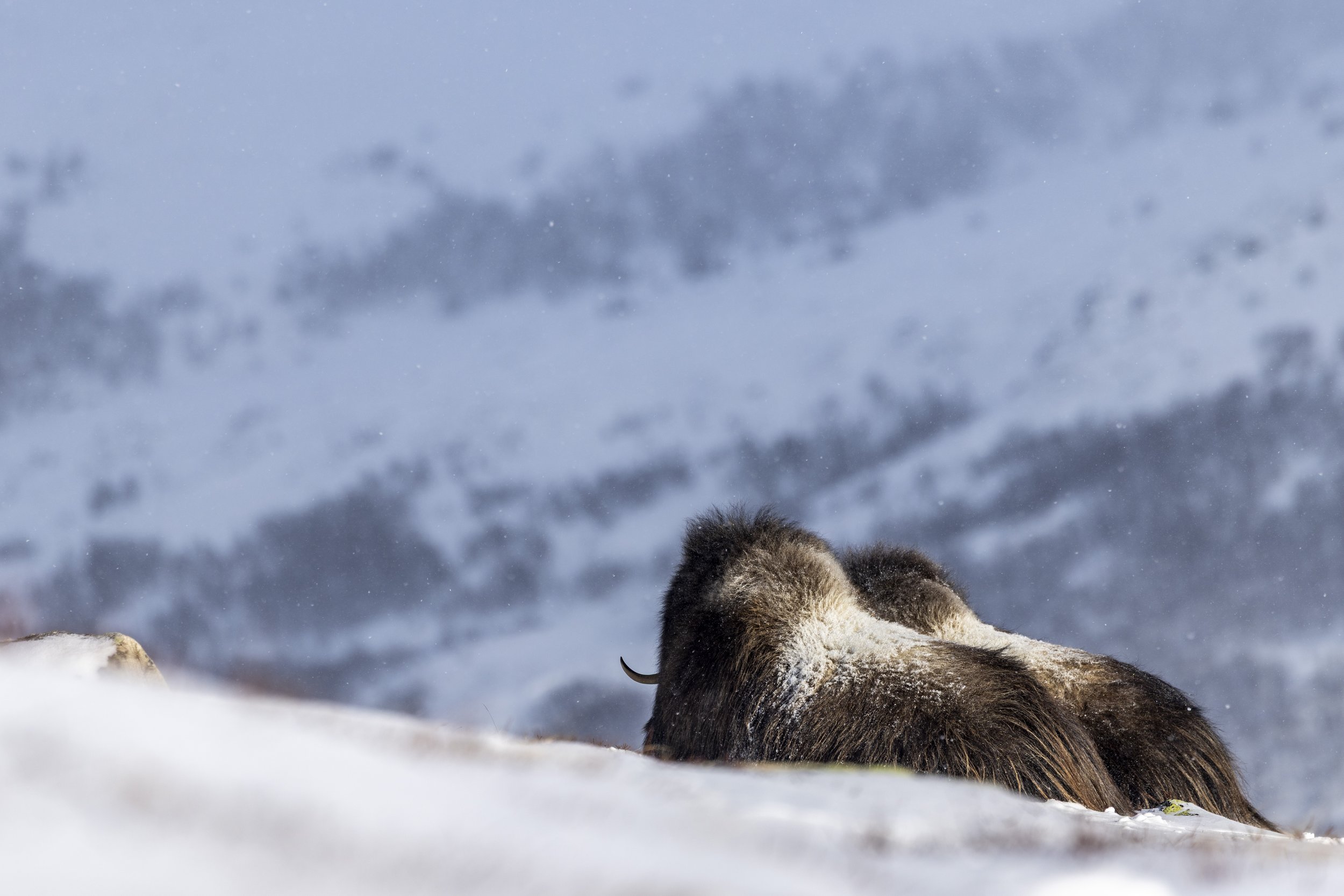 Dovrefjell 2026-6.jpg