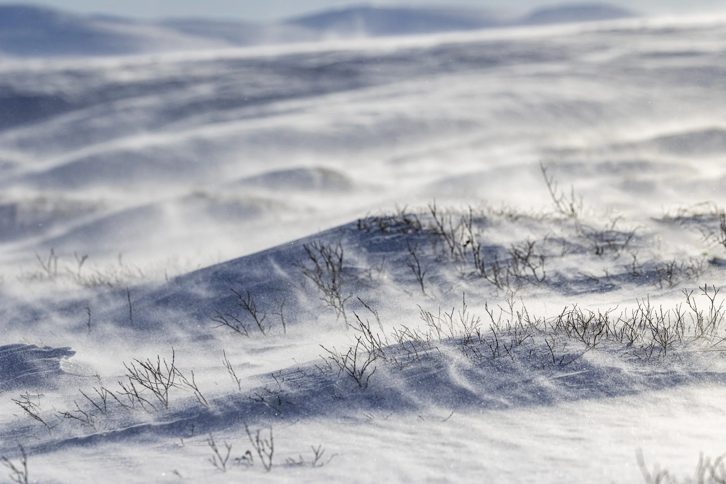 Dovrefjell 2026-3.jpg