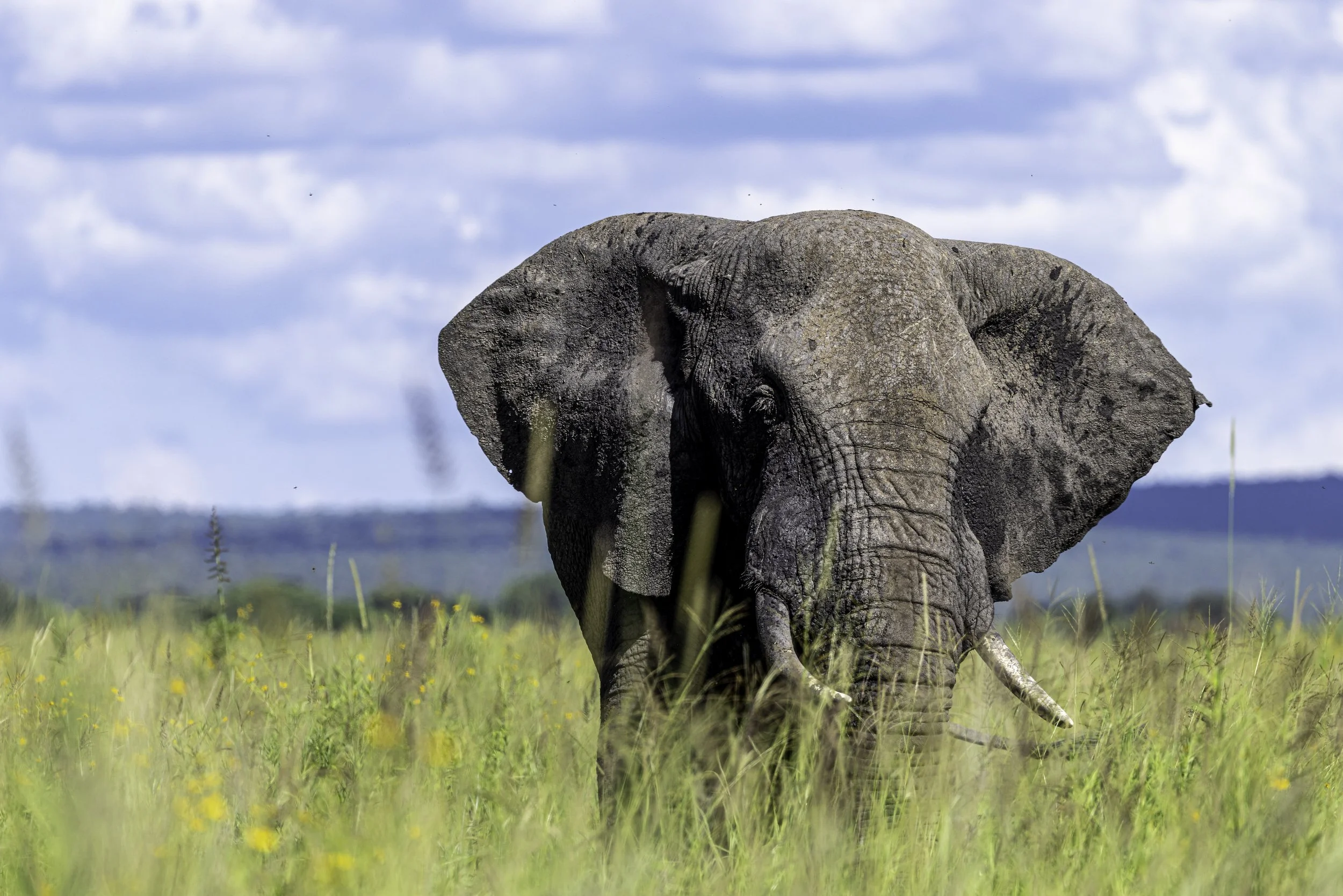 Tanzania 2026-58.jpg