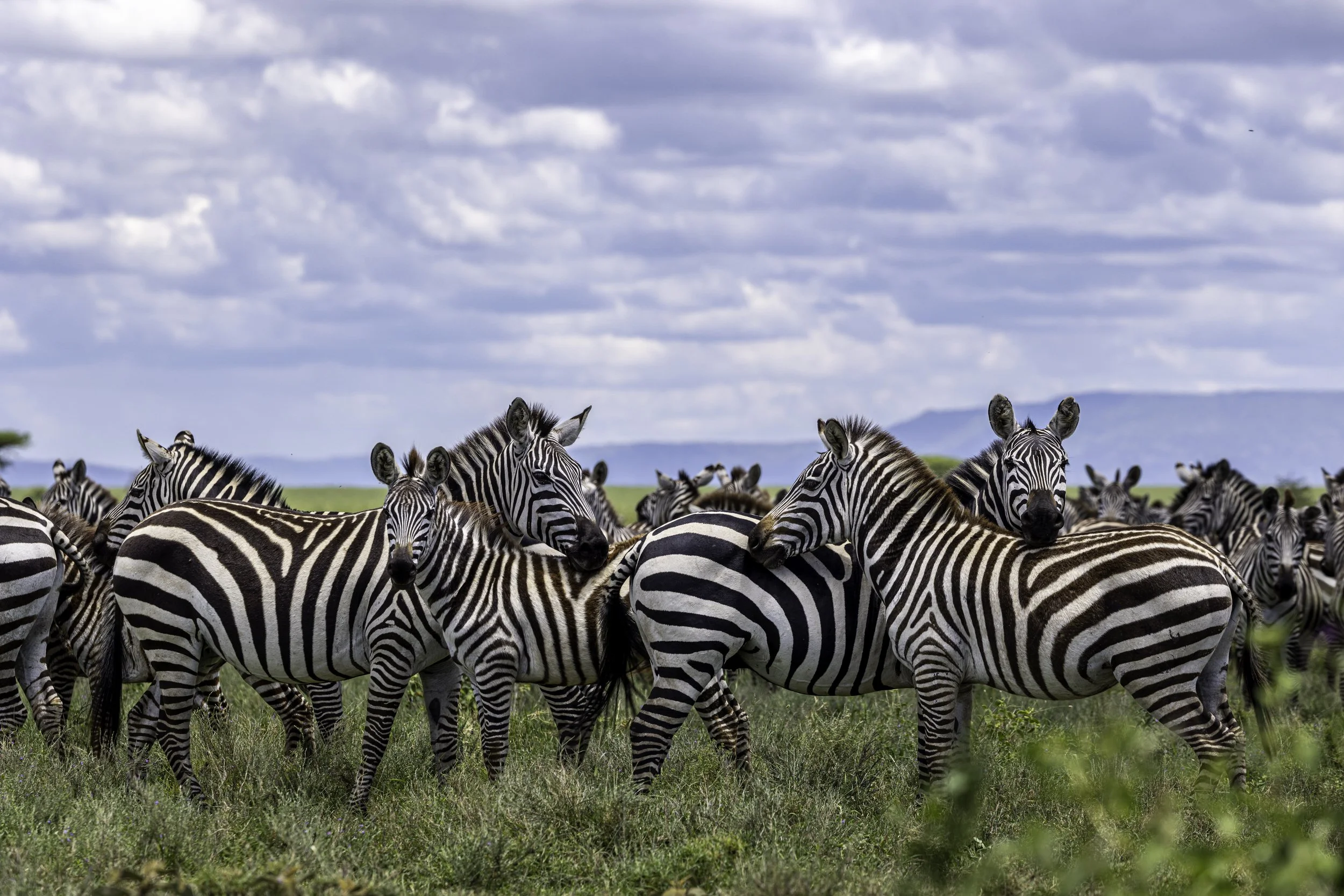Tanzania 2026-49.jpg