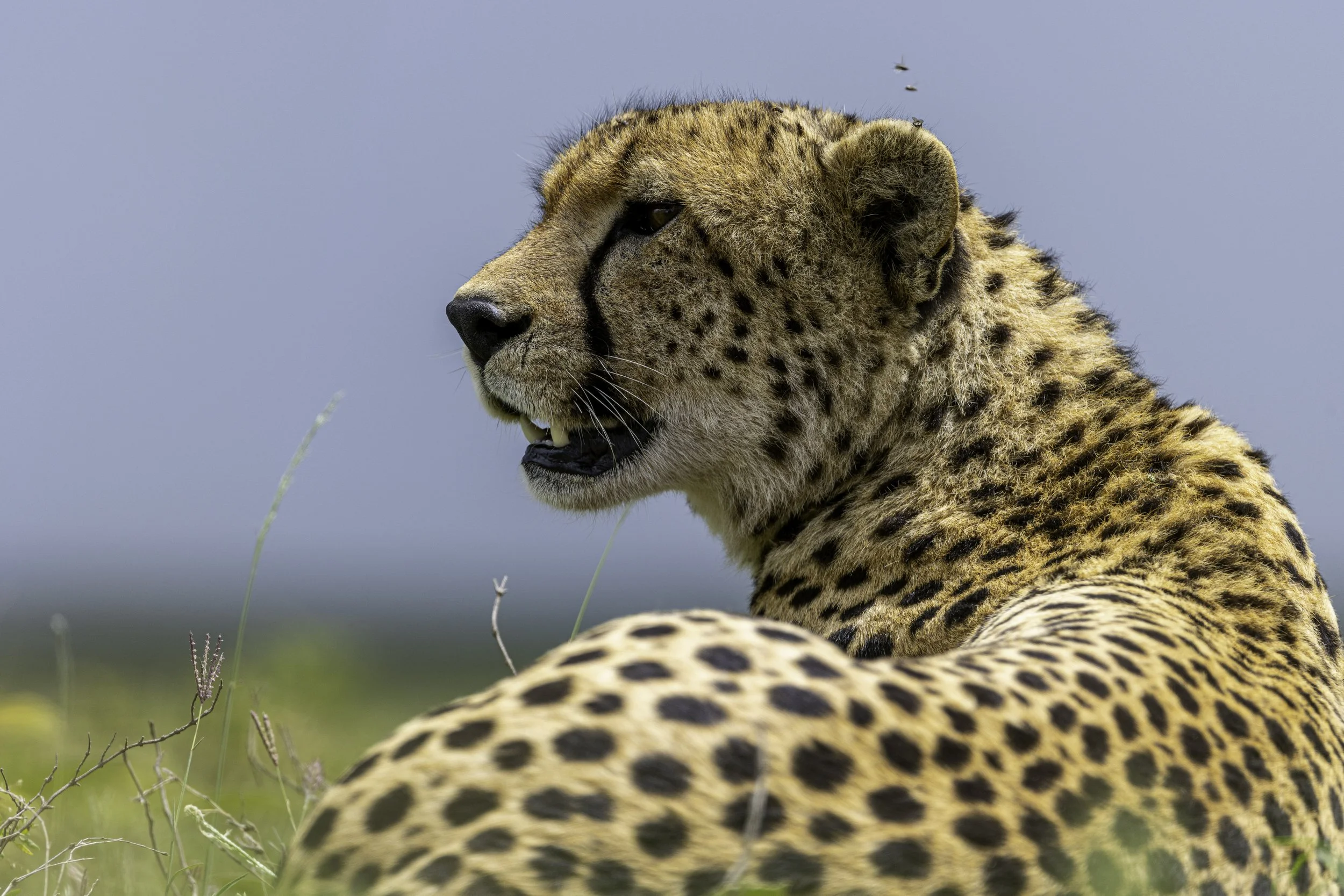 Tanzania 2026-47.jpg