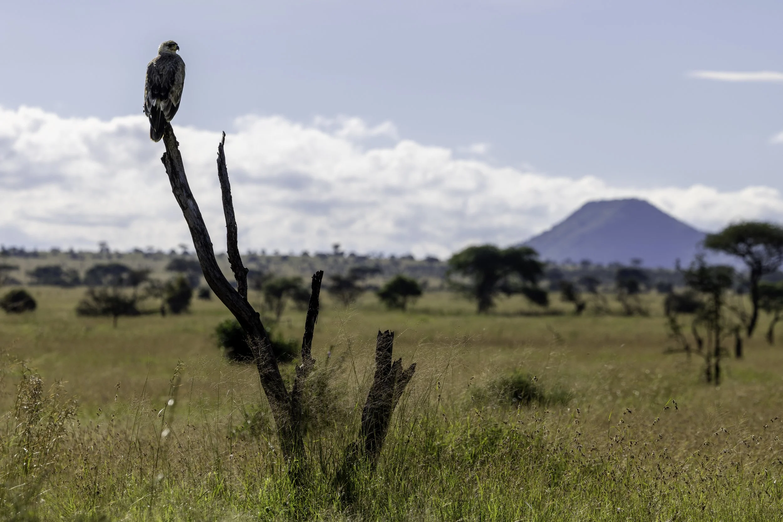 Tanzania 2026-39.jpg