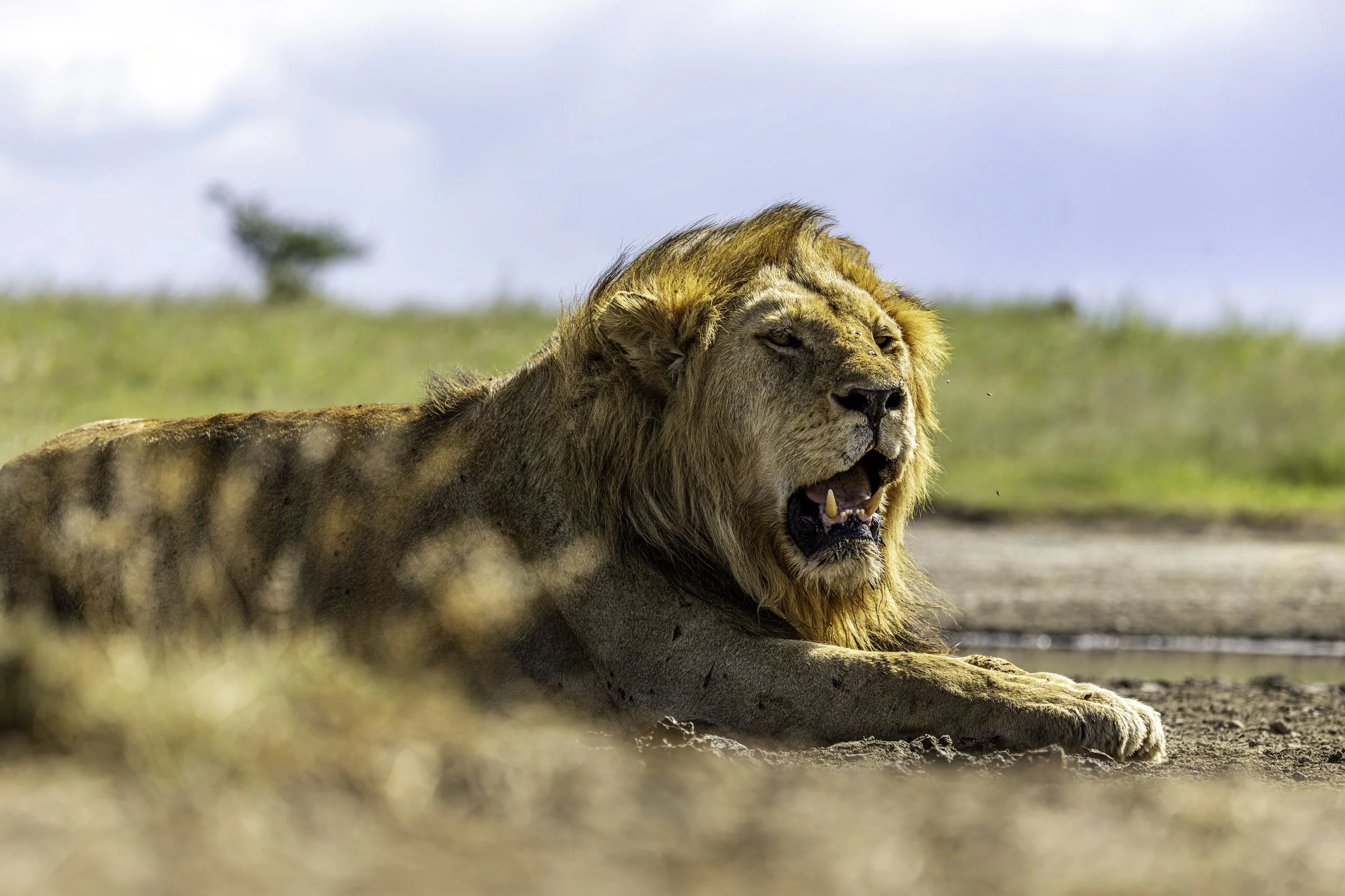 Tanzania 2026-42.jpg