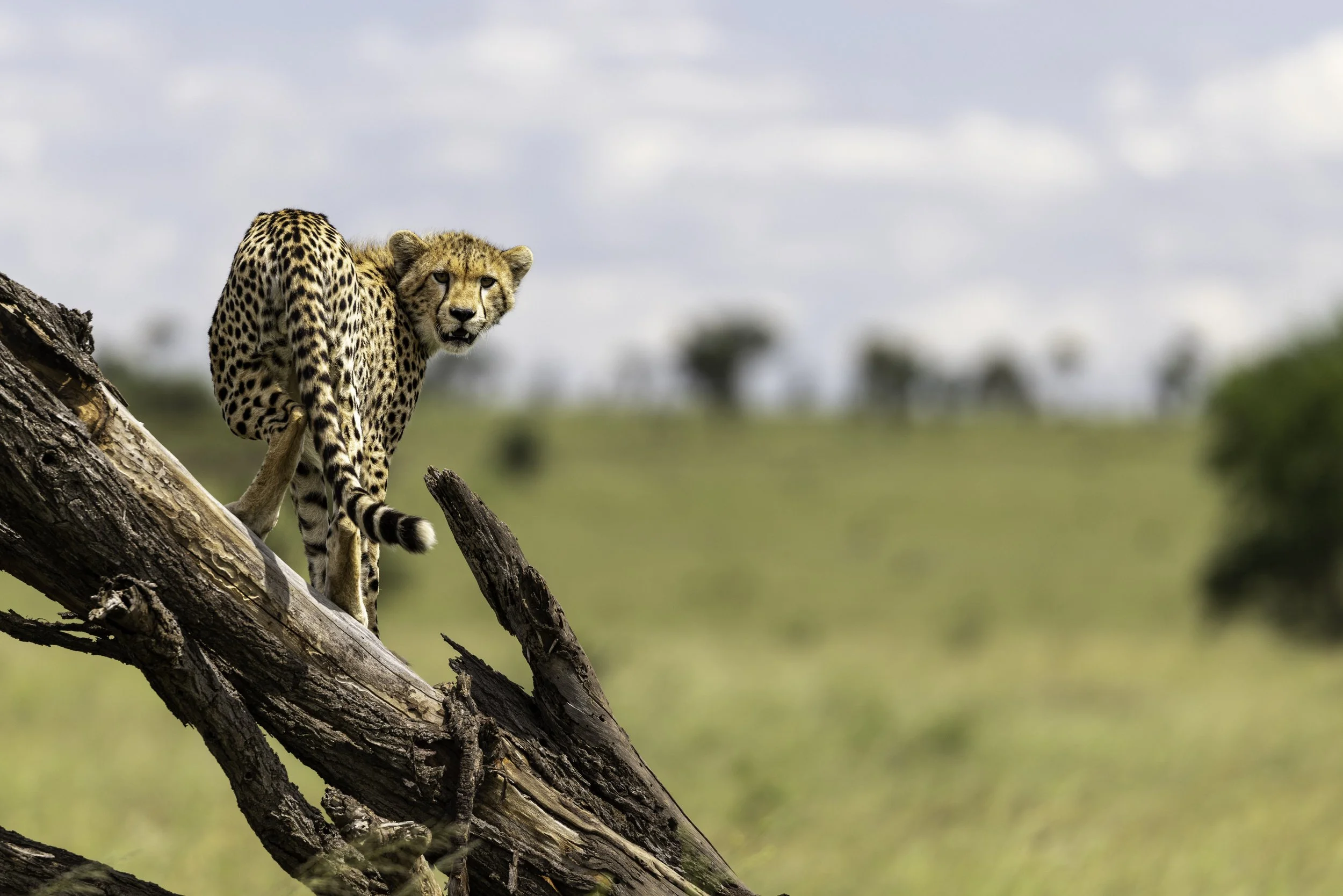 Tanzania 2026-26.jpg