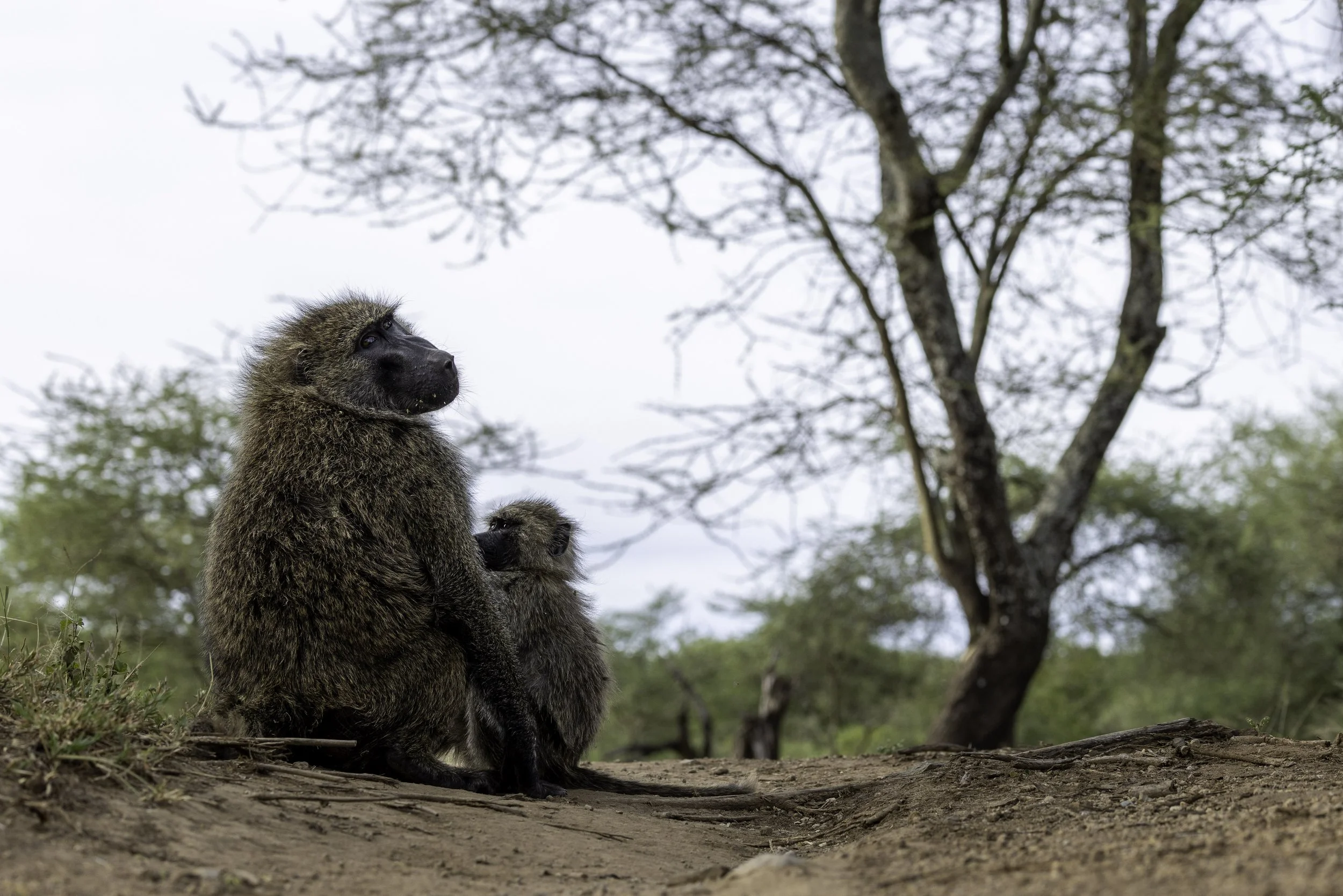 Tanzania 2026-25.jpg
