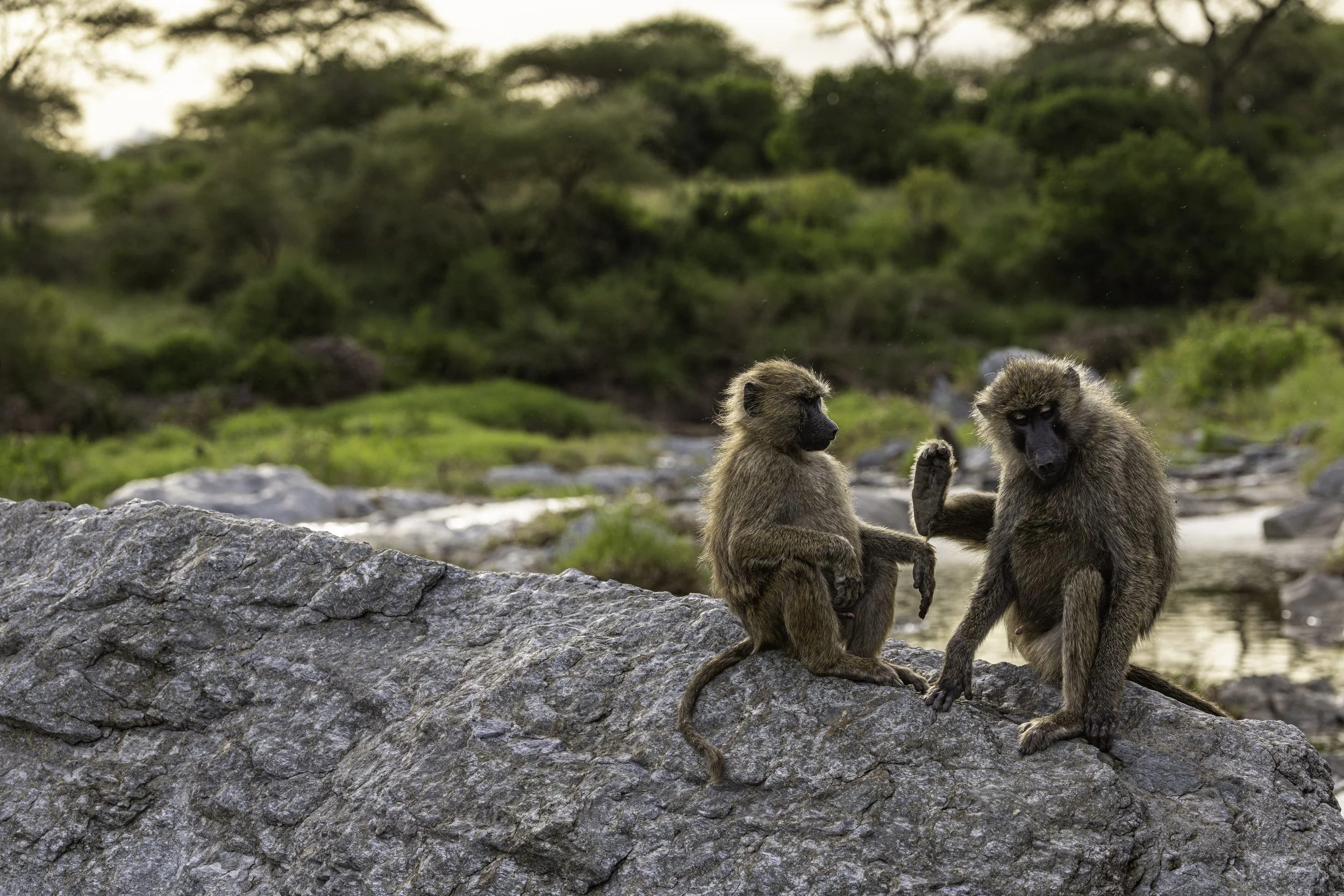 Tanzania 2026-24.jpg