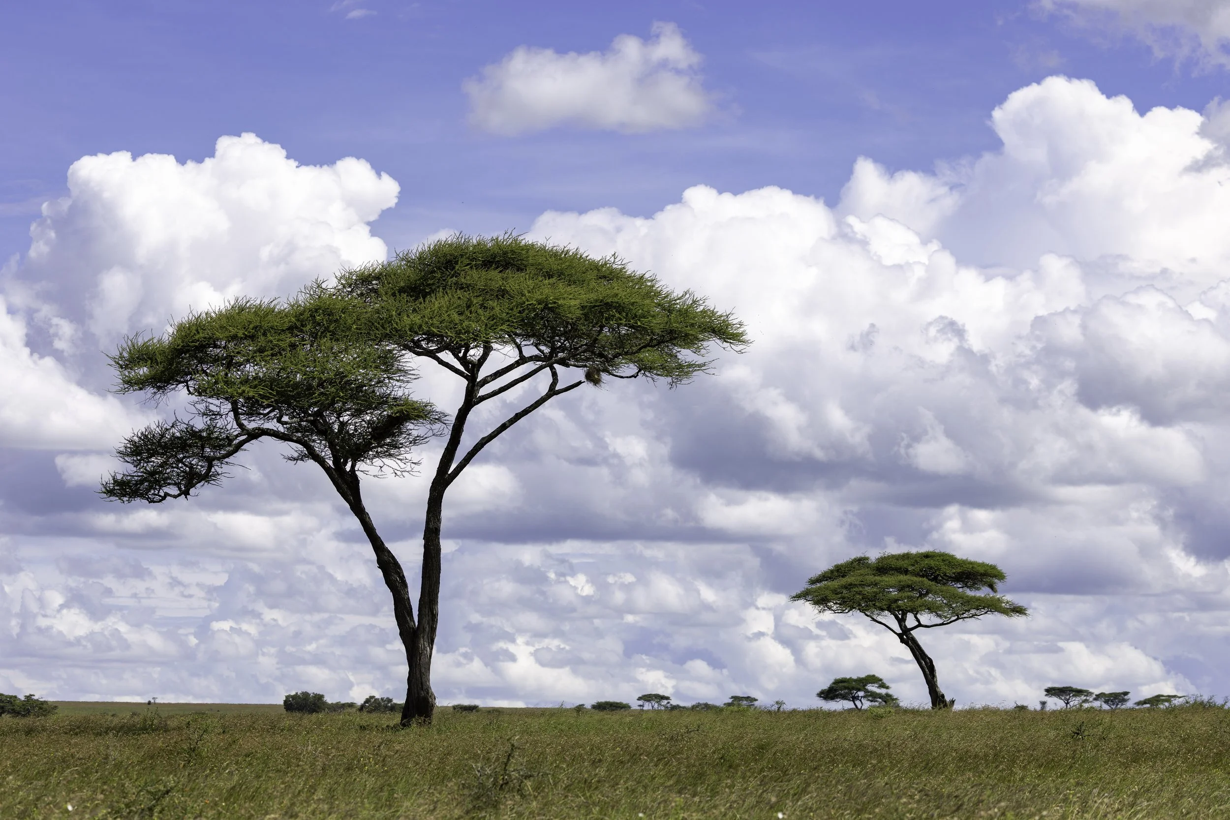 Tanzania 2026-17.jpg