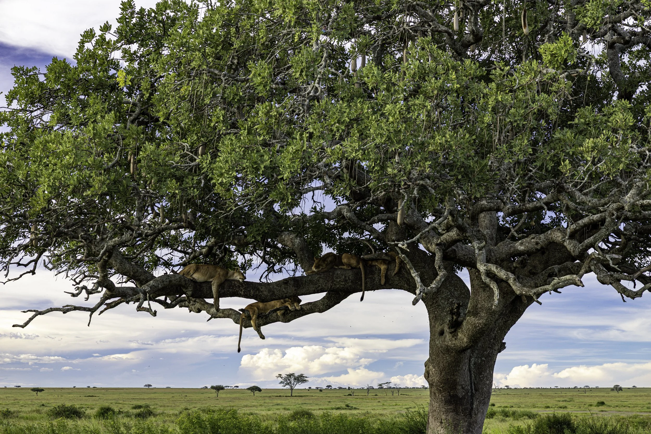 Tanzania 2026-15.jpg
