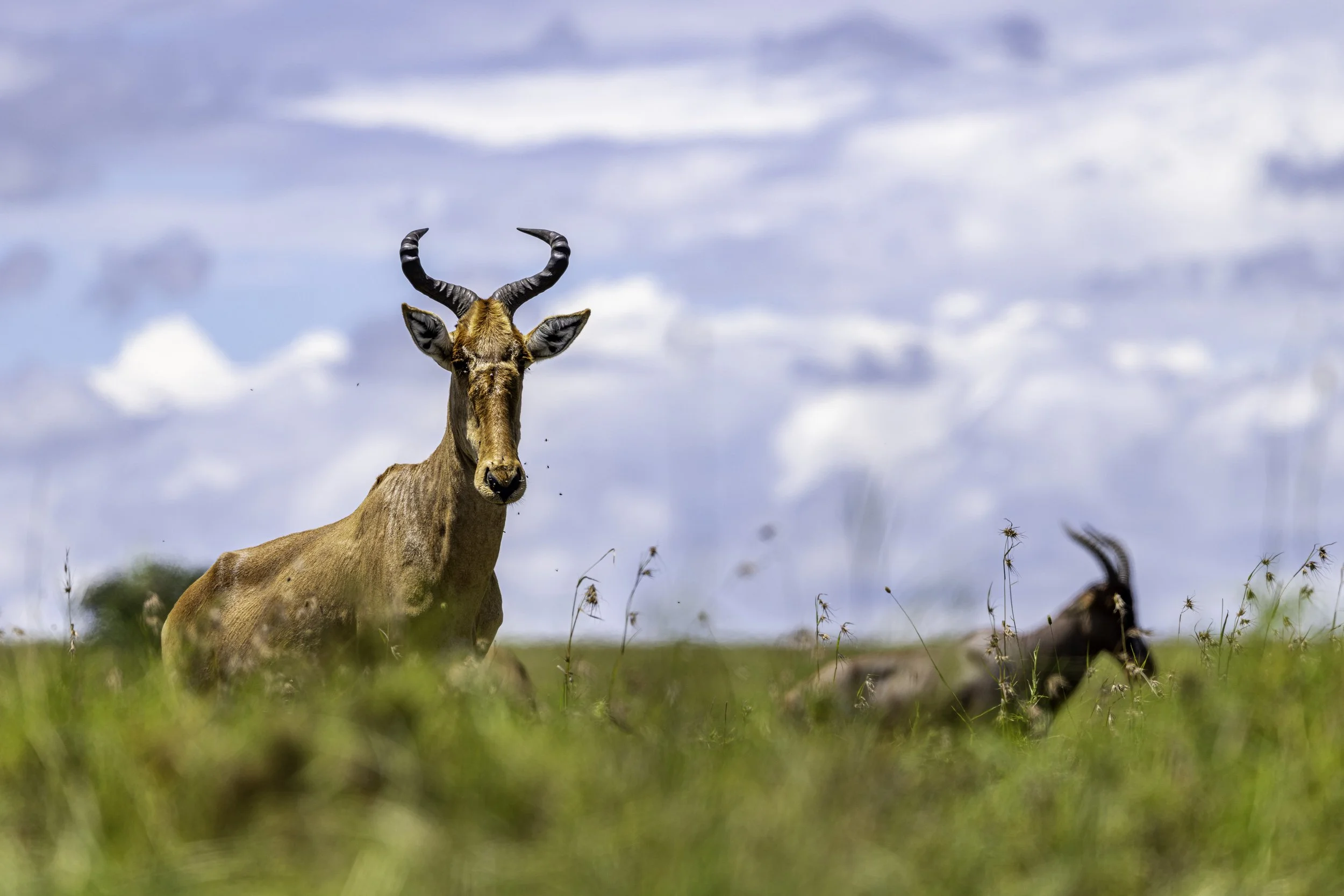 Tanzania 2026-19.jpg