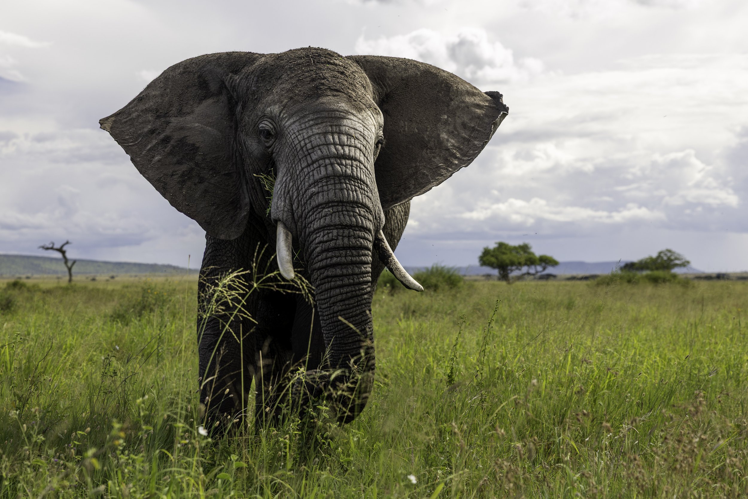 Tanzania 2026-16.jpg
