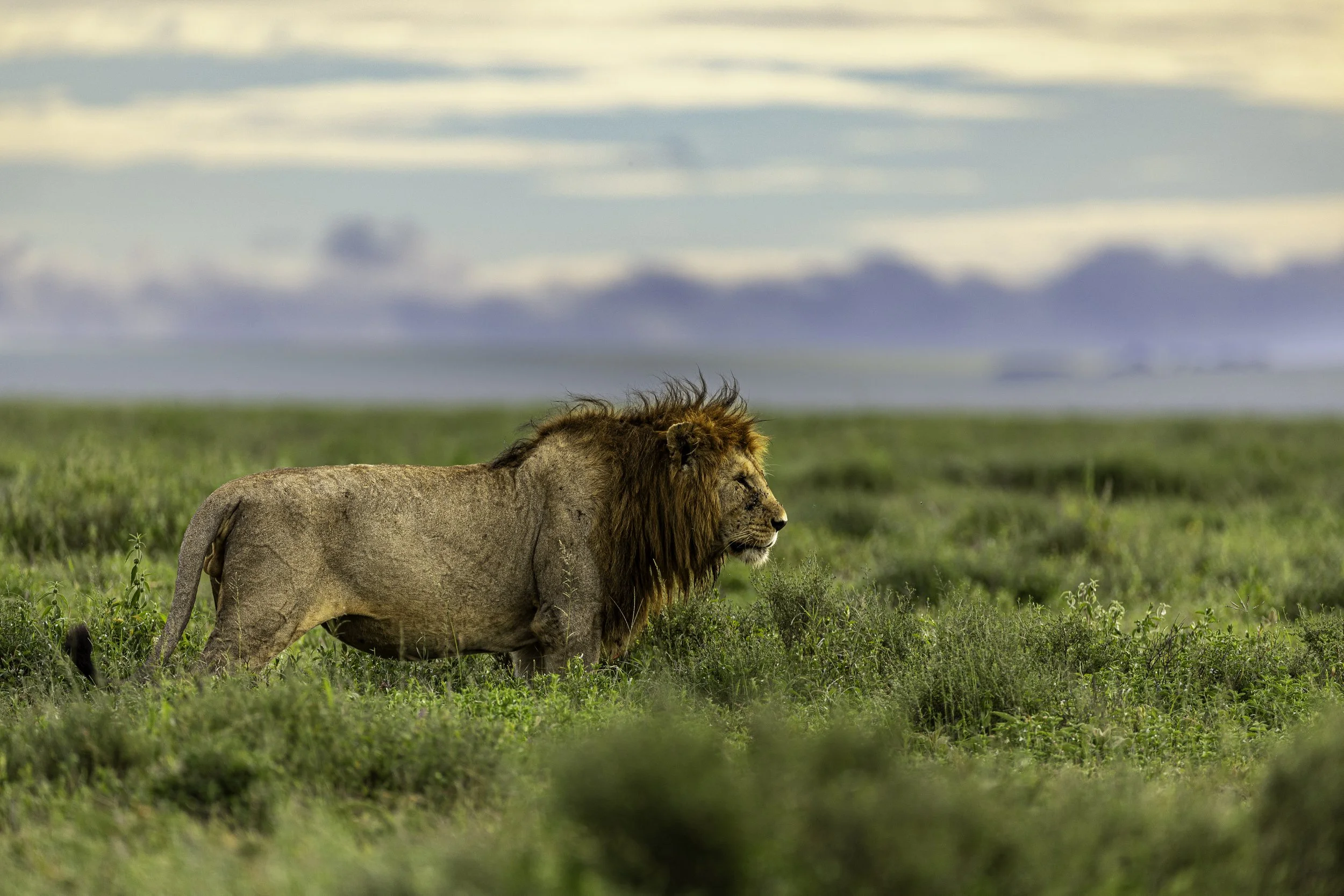 Tanzania 2026-12.jpg