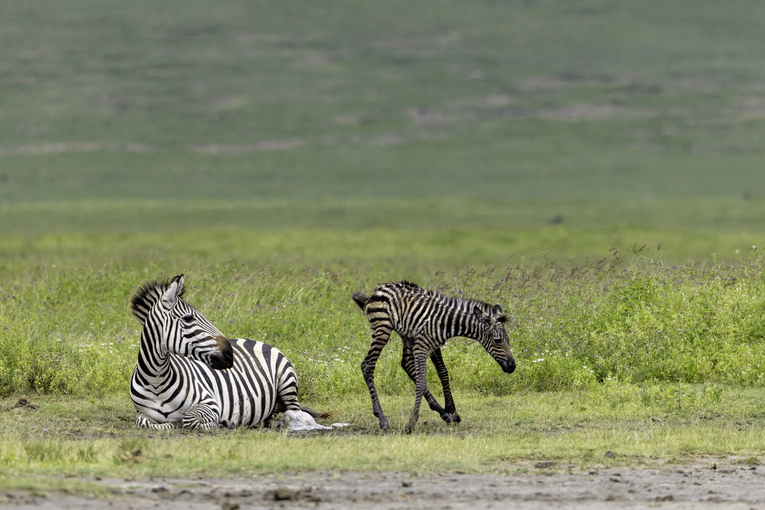 Tanzania 2026-11.jpg