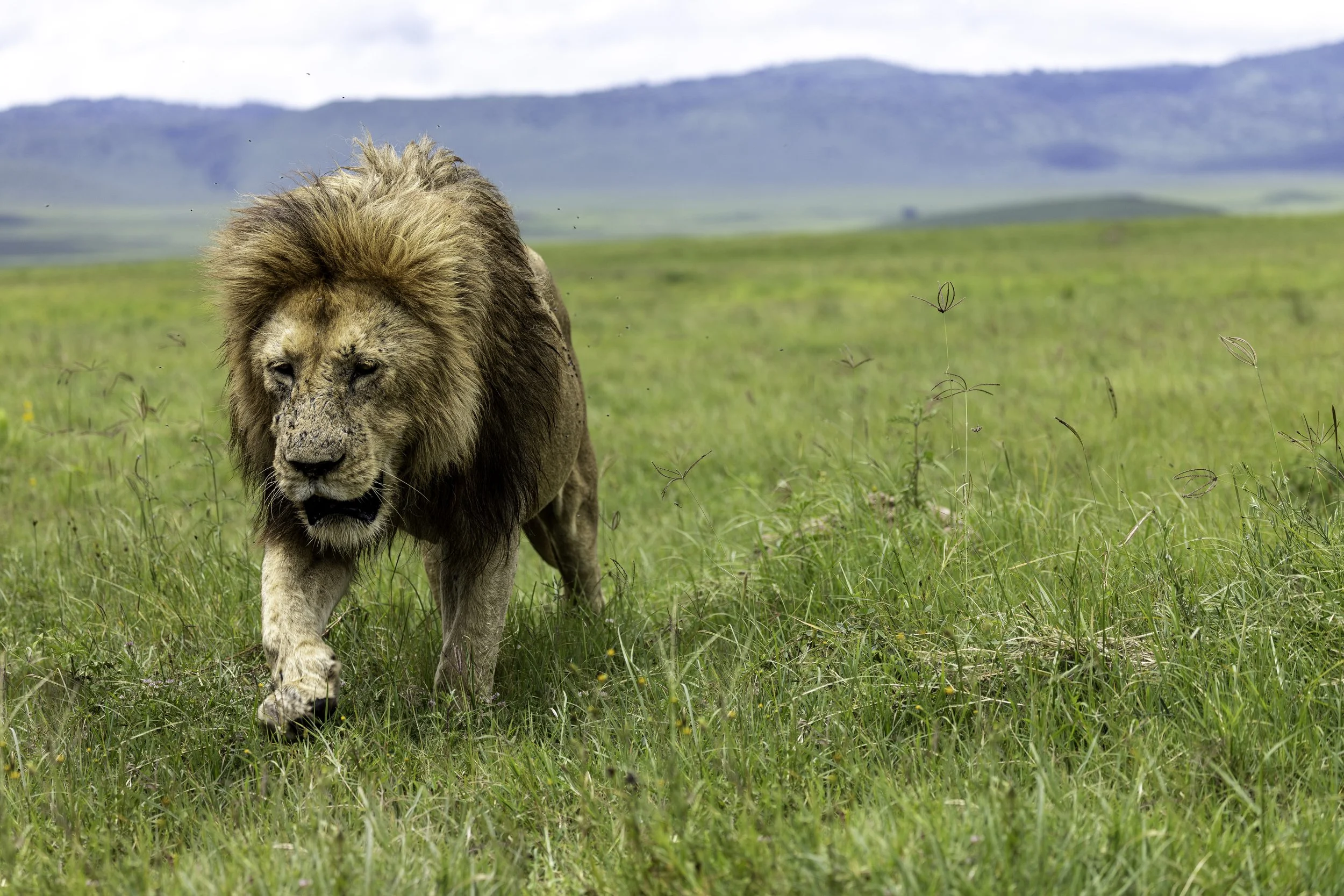 Tanzania 2026-9.jpg