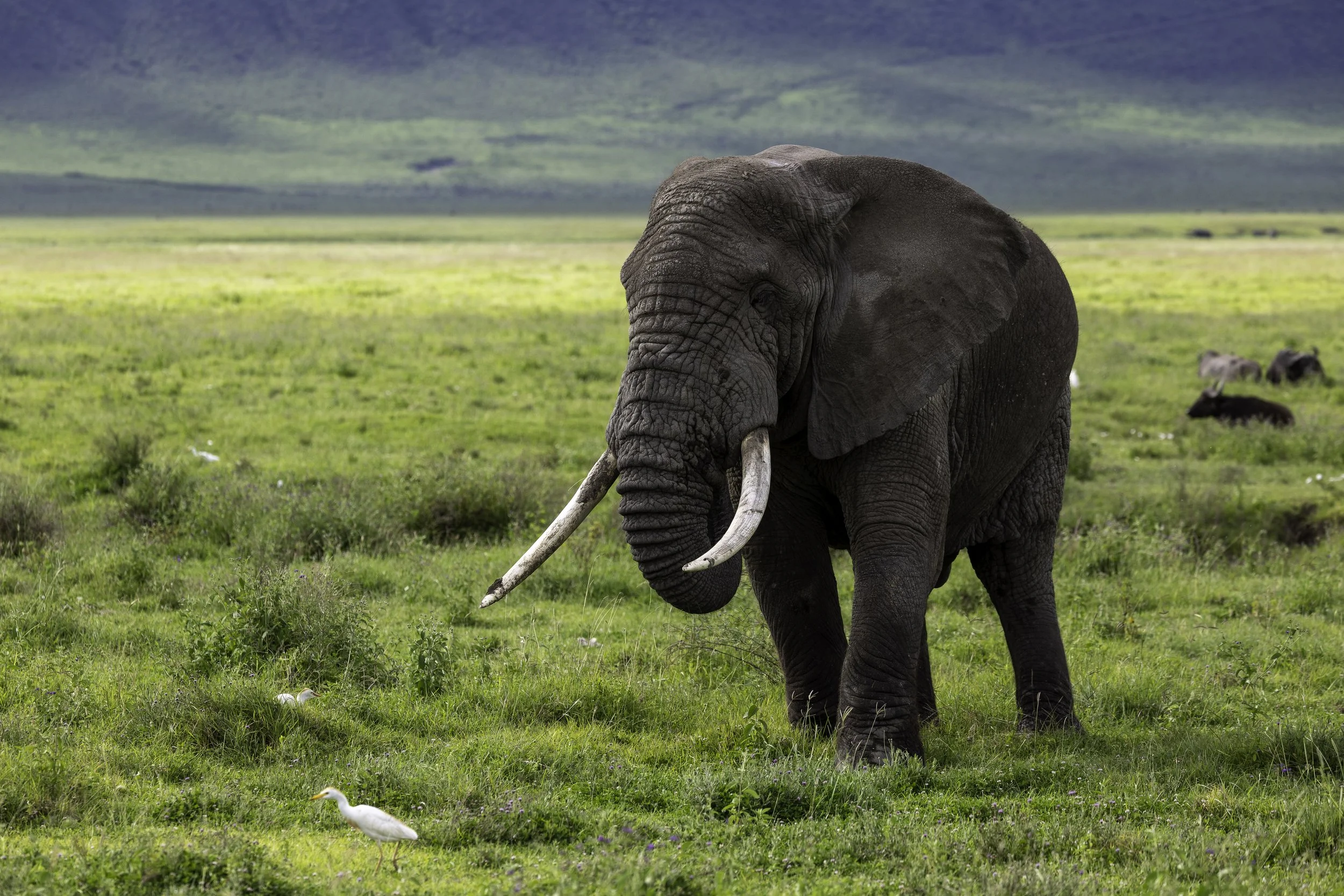 Tanzania 2026-3.jpg