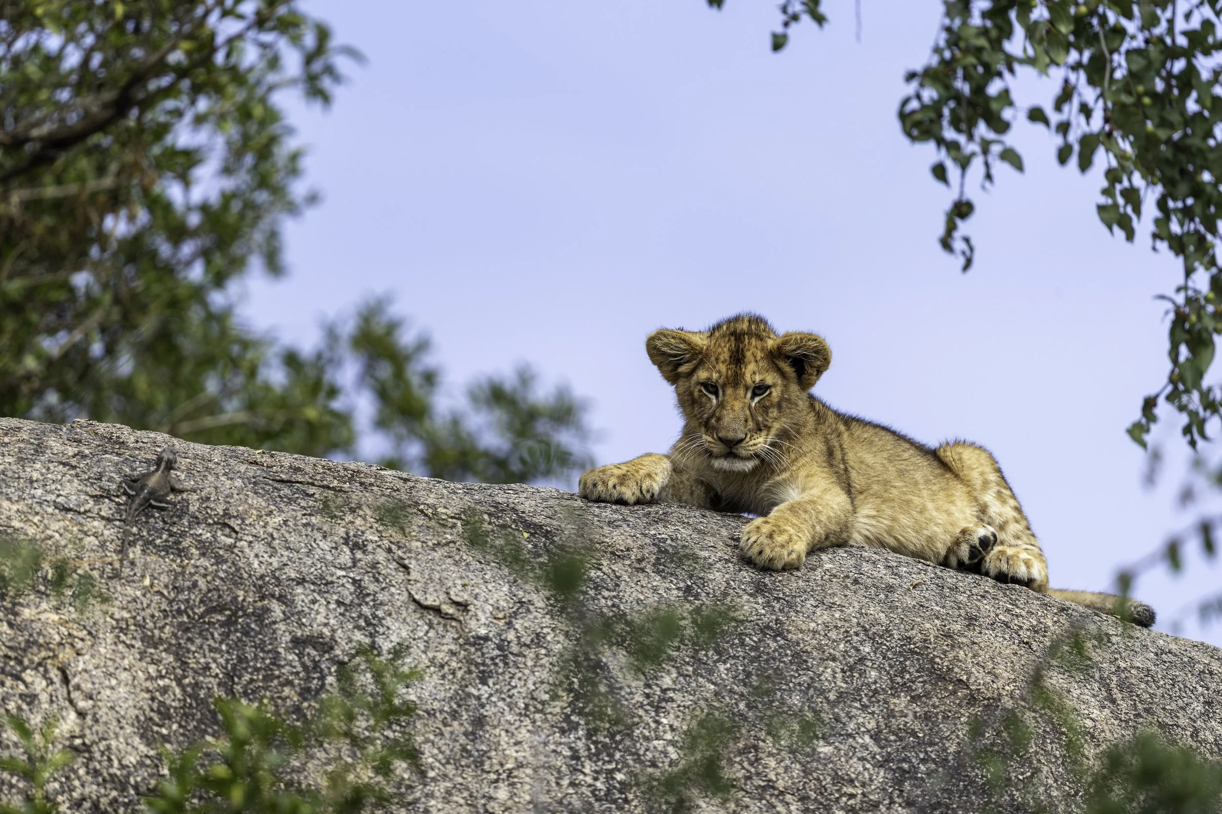 Tanzania 2026-4.jpg