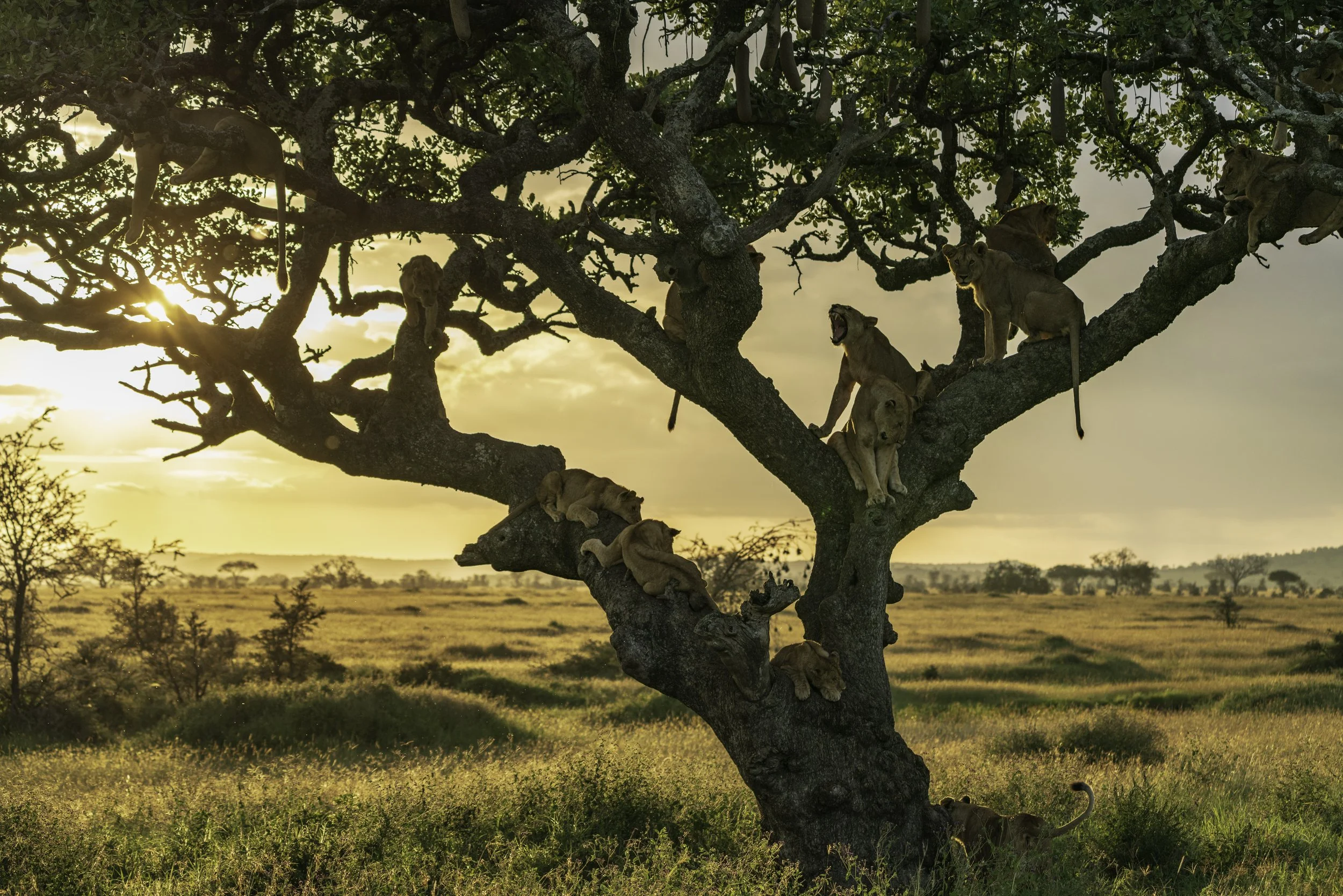 Tanzania 2026-5.jpg