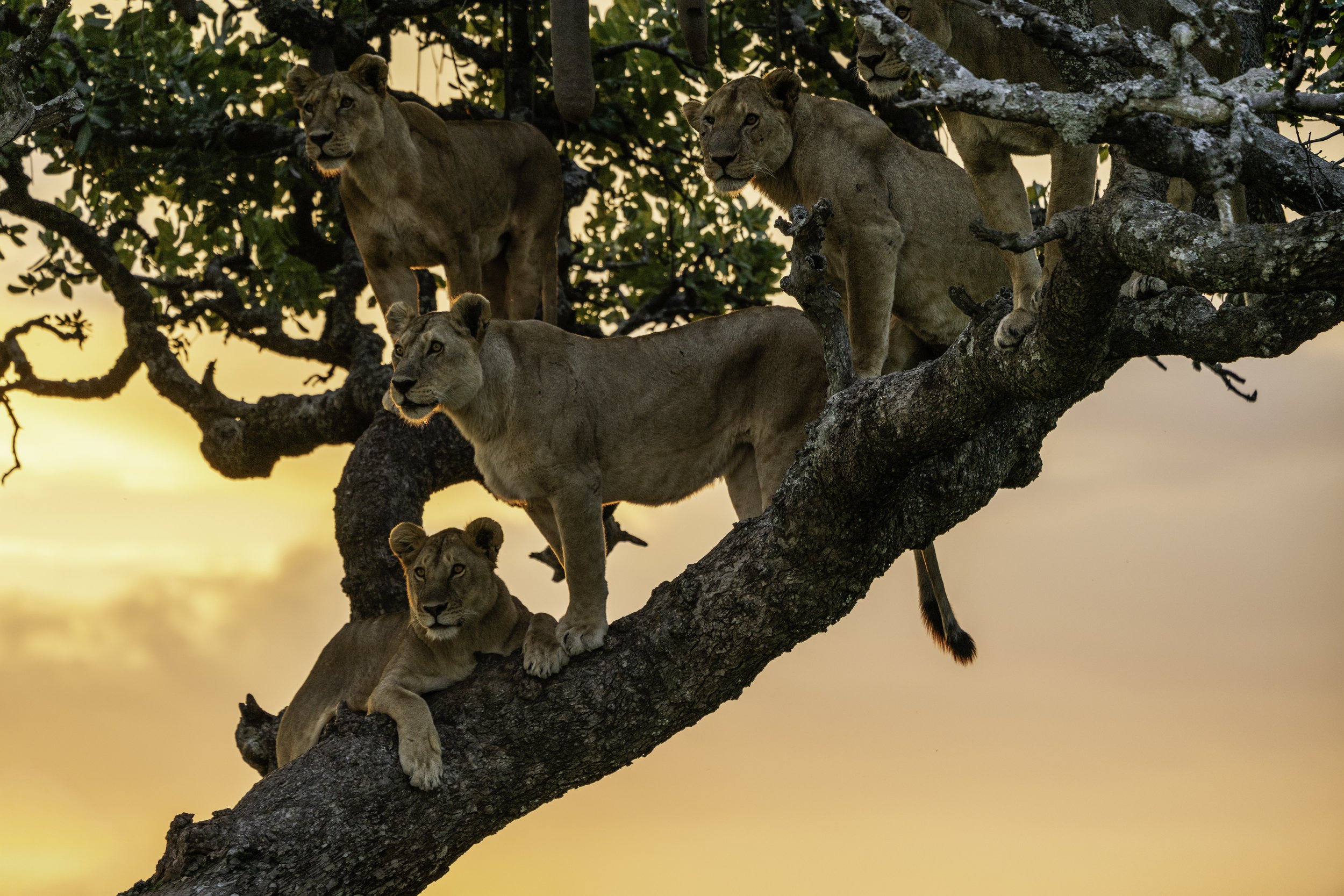 Tanzania 2026-6.jpg