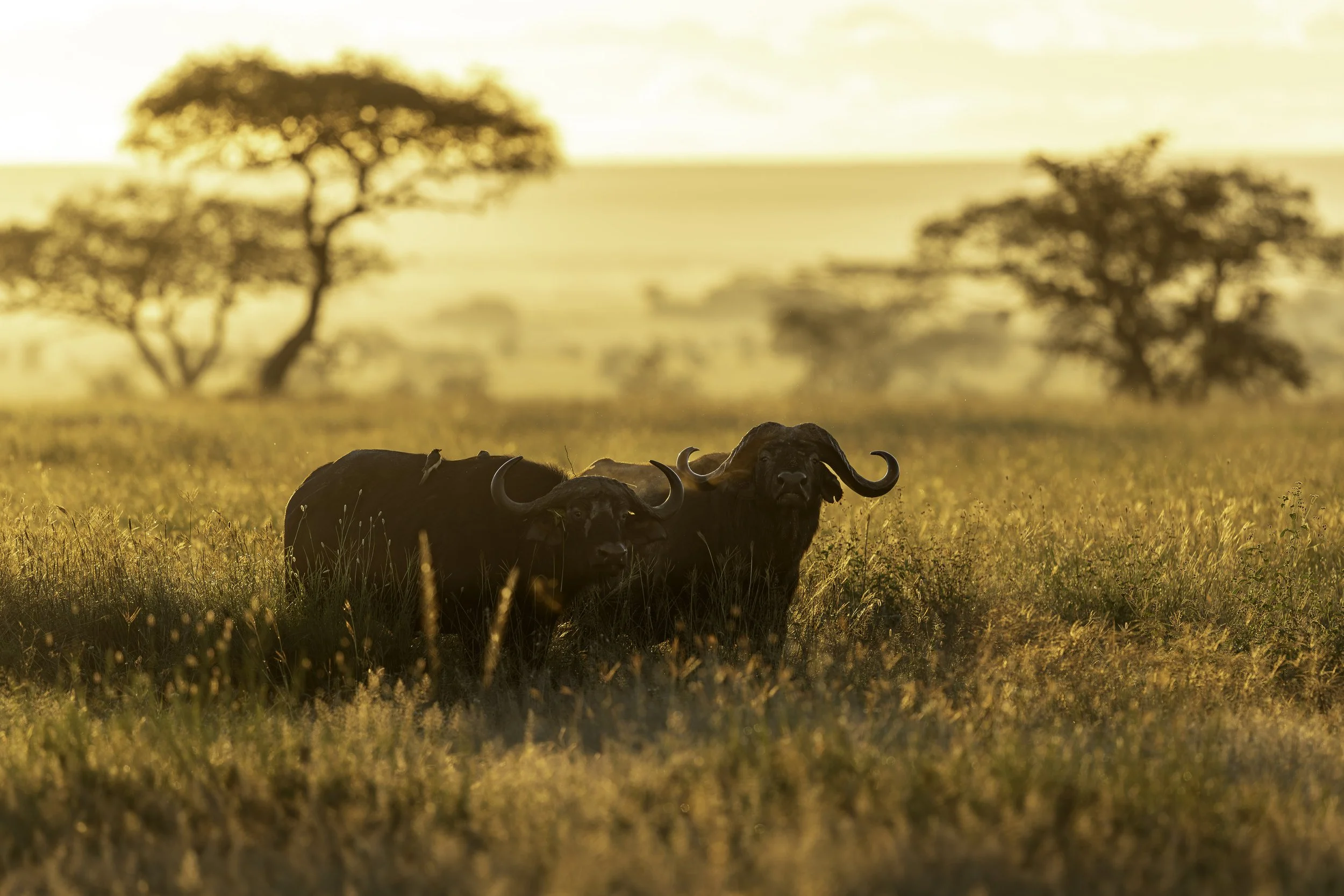 Tanzania 2018-2.jpg
