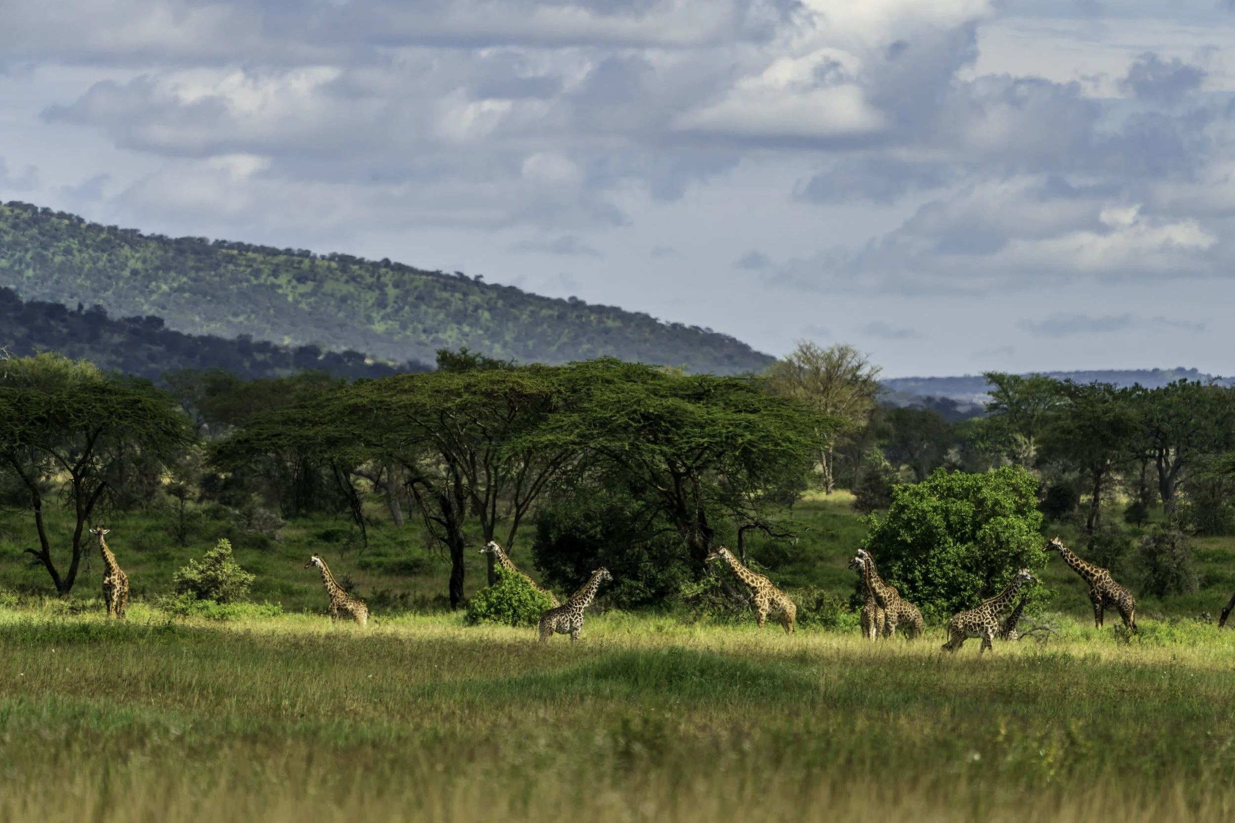 Tanzania 2018.jpg
