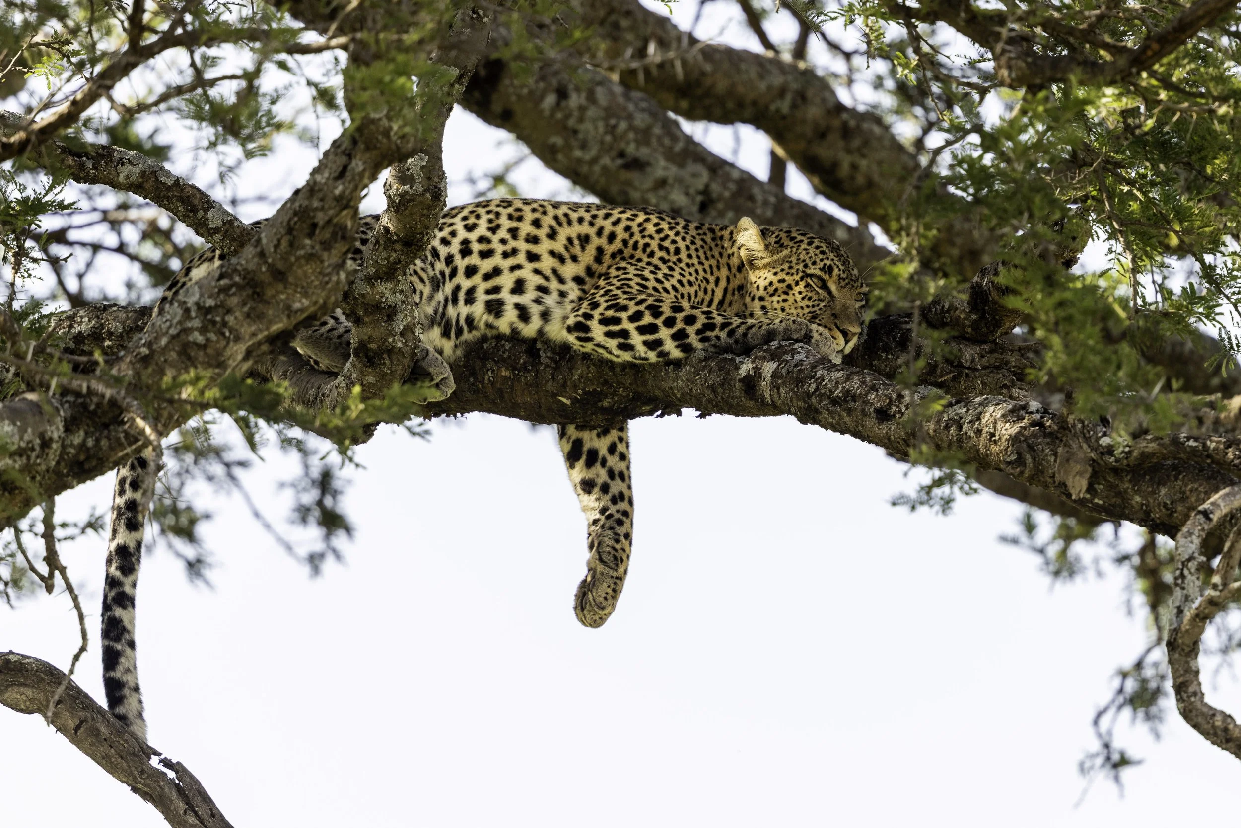 Tanzania 2018-4.jpg