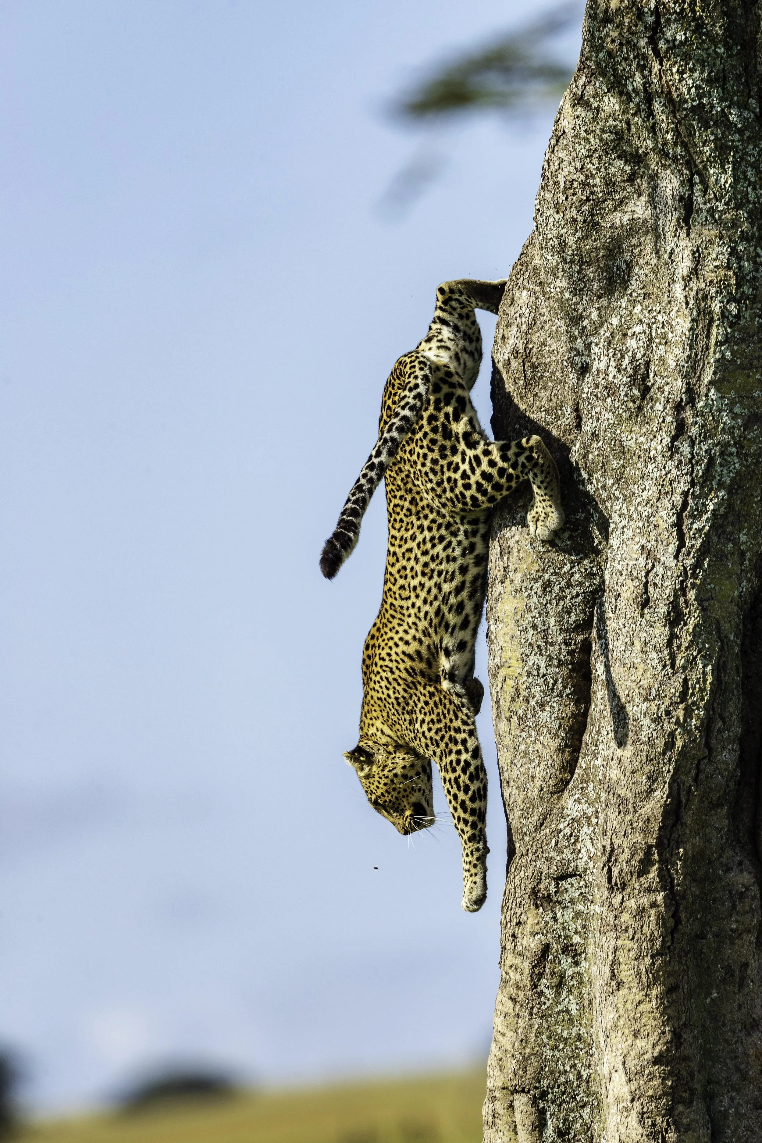 Tanzania 2018-3.jpg