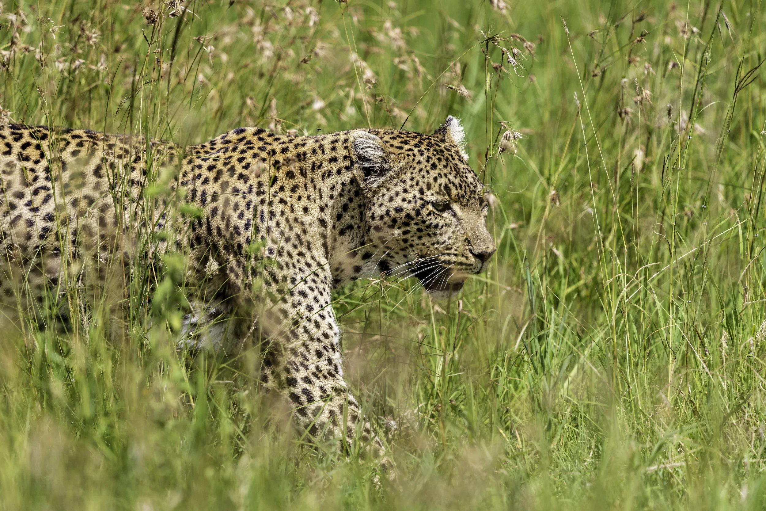 Tanzania 2018-6.jpg