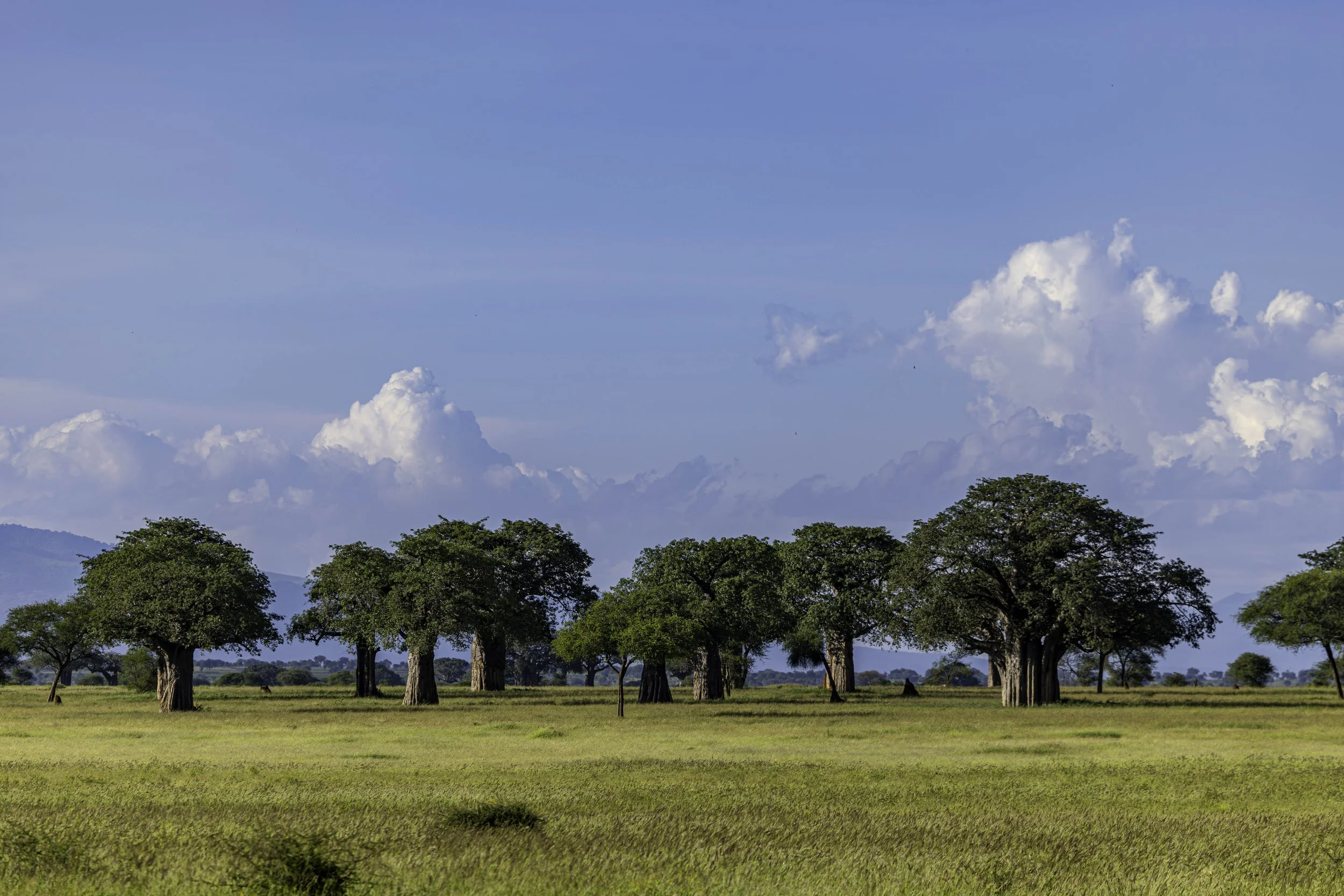 Tanzania 2026-8.jpg