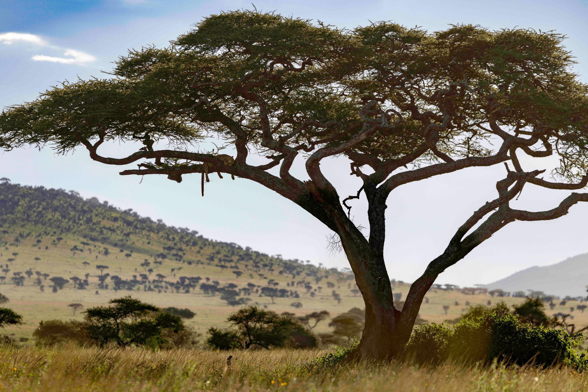 Tanzania 2026-8-2.jpg