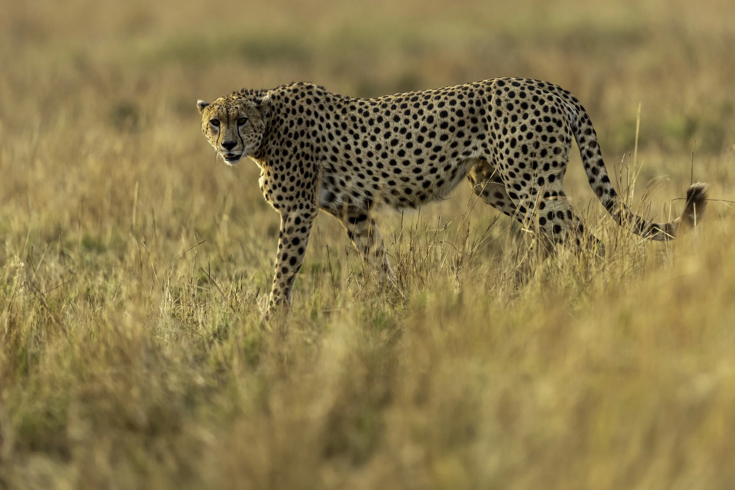Tanzania 2020 II-2.jpg