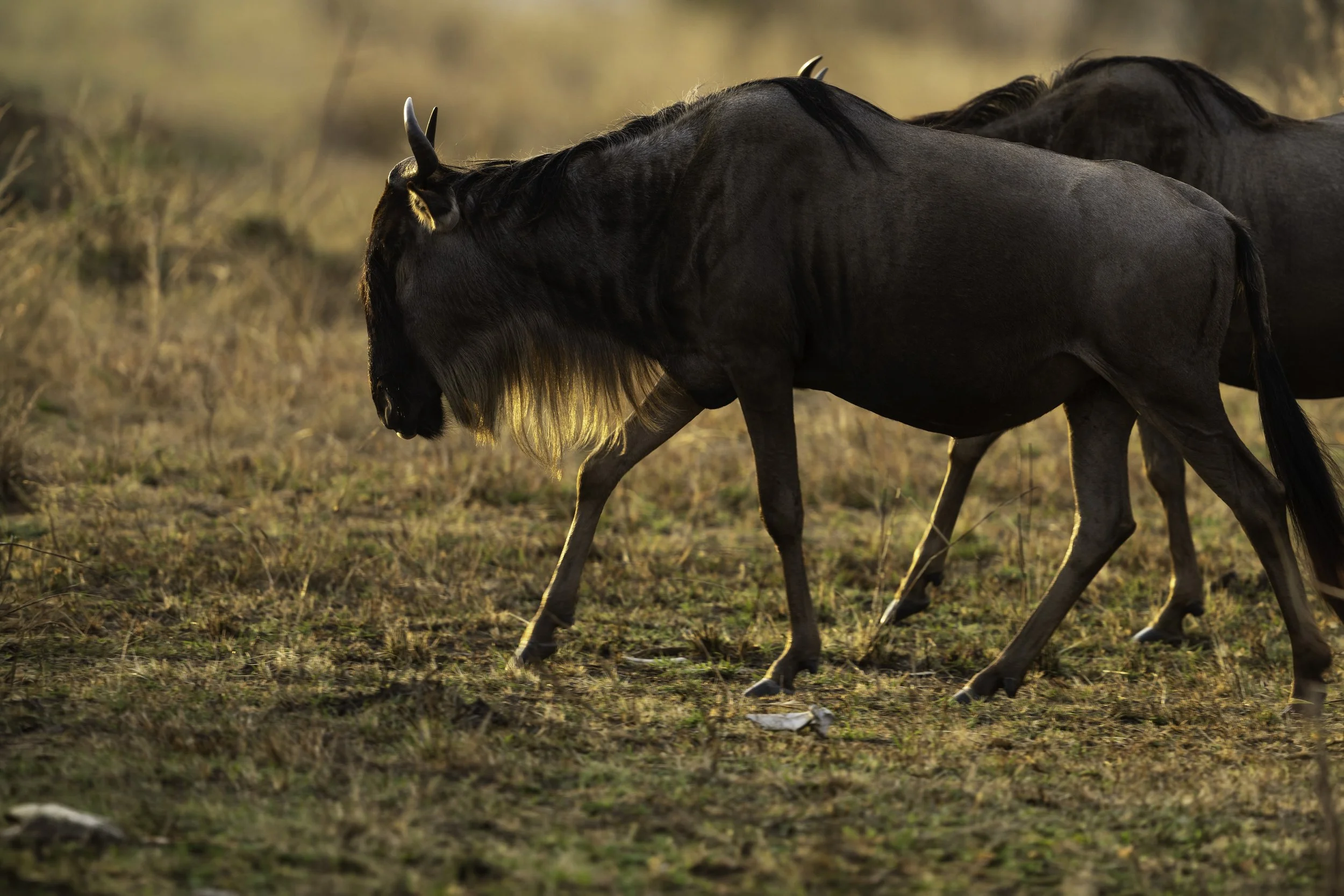 Tanzania 2020 II-3.jpg