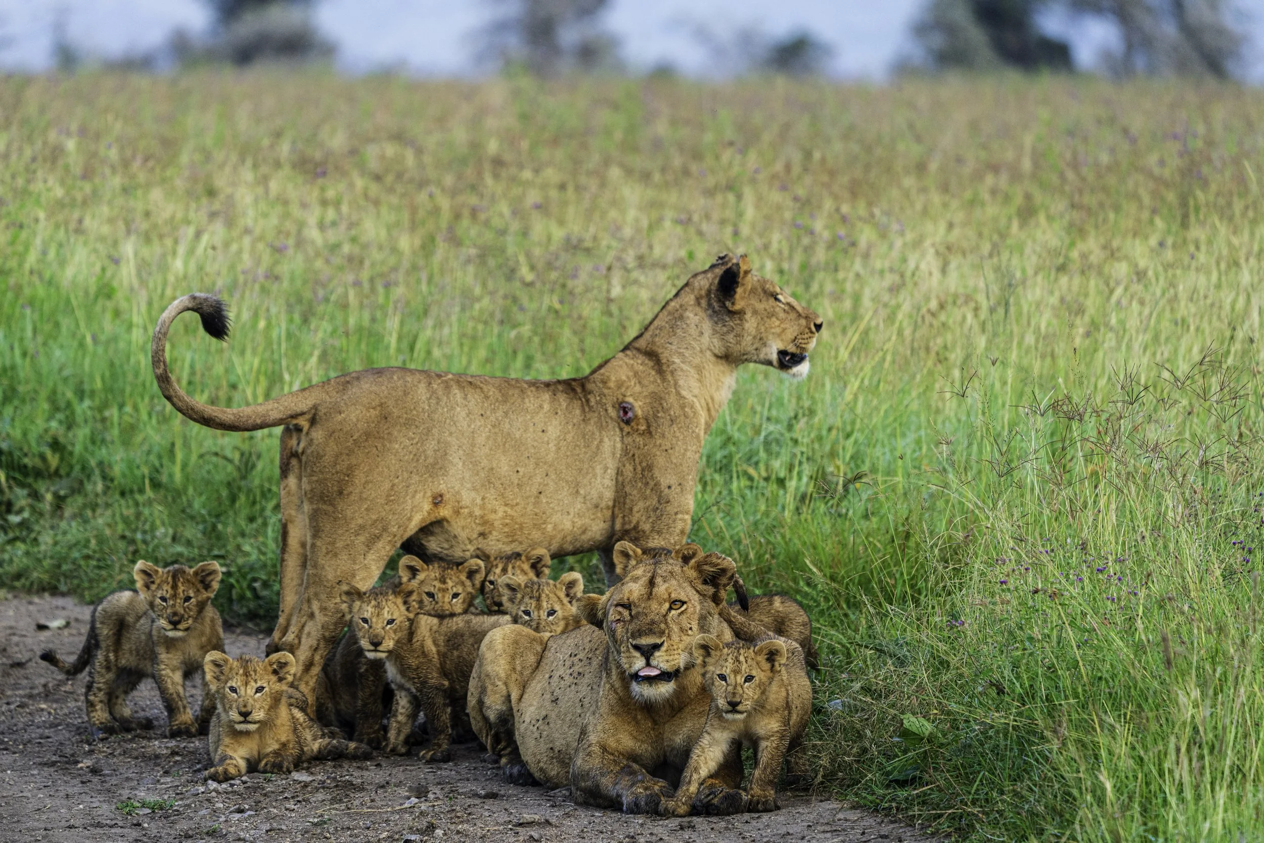 Serengeti 2024-4.jpg