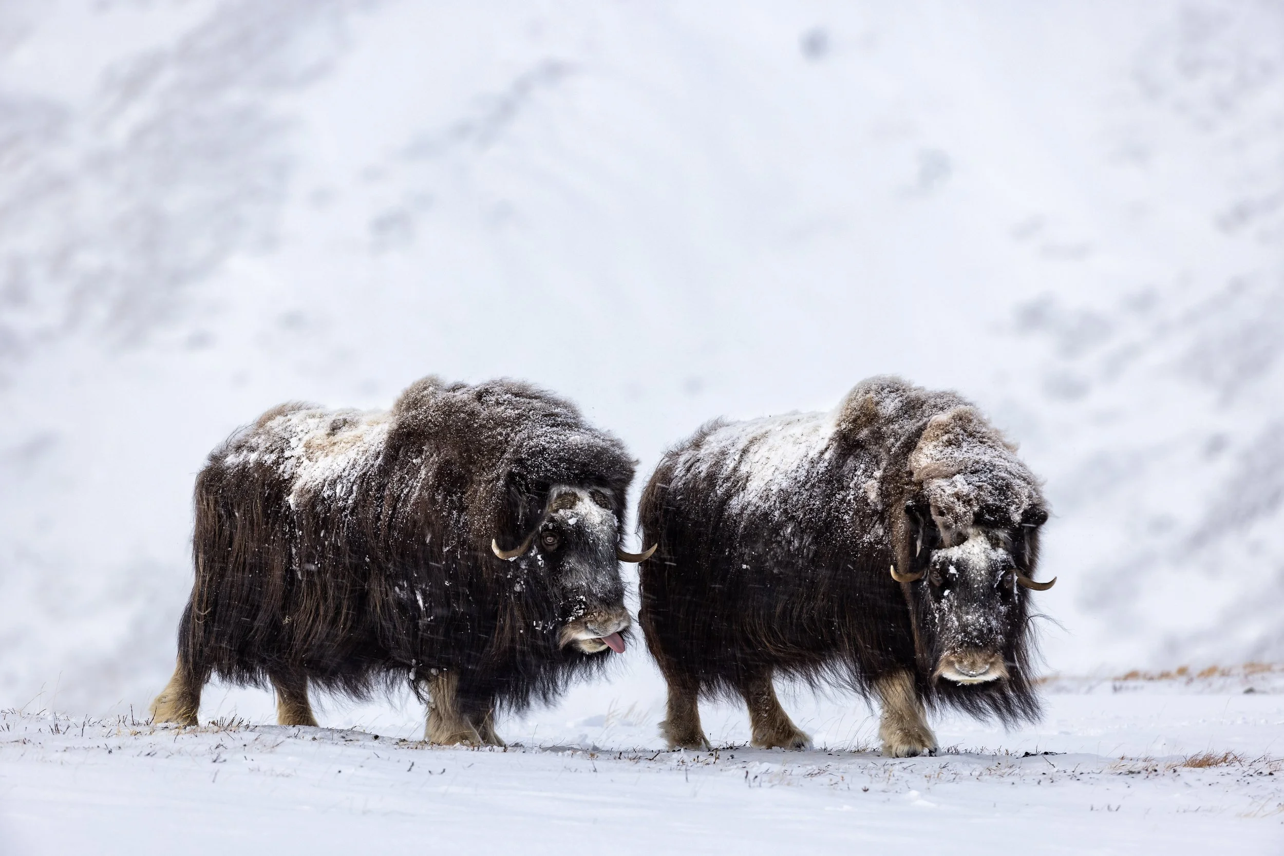 Dovrefjell 2023-5.jpg