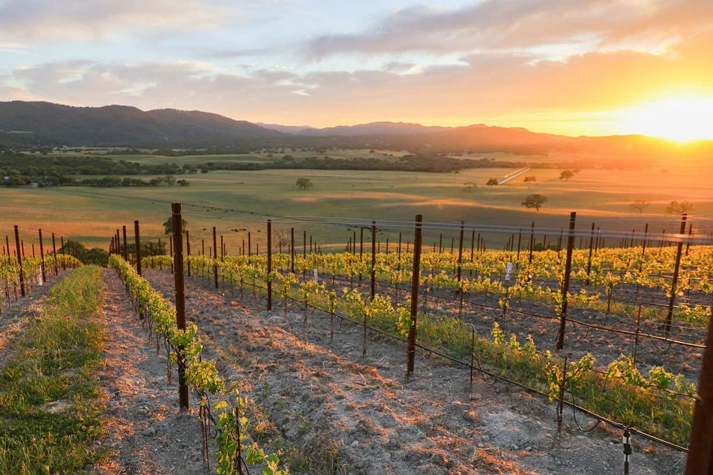 Vineyard at sunset with rows of grapevines and distant rolling hills under a colorful sky.