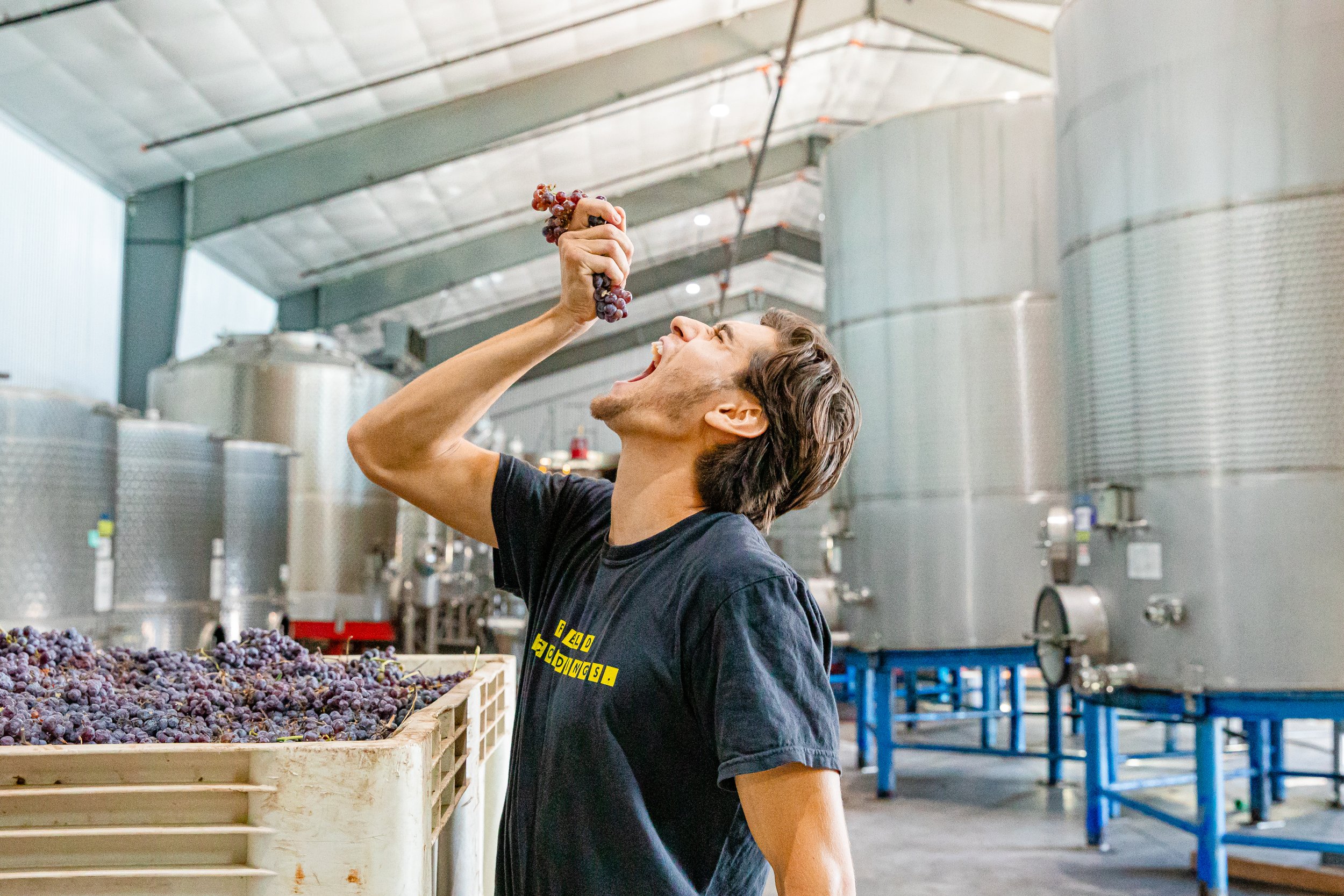 A photo of Hector playfully eating a bunch of grapes in the cellar.
