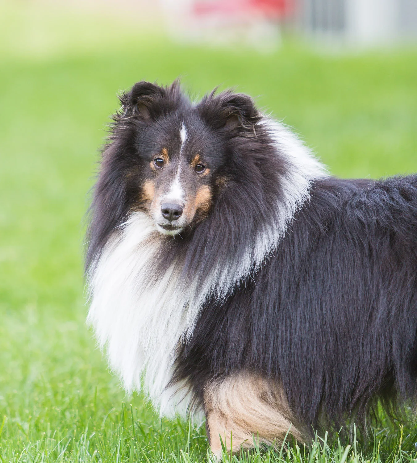 pets-3.jpg