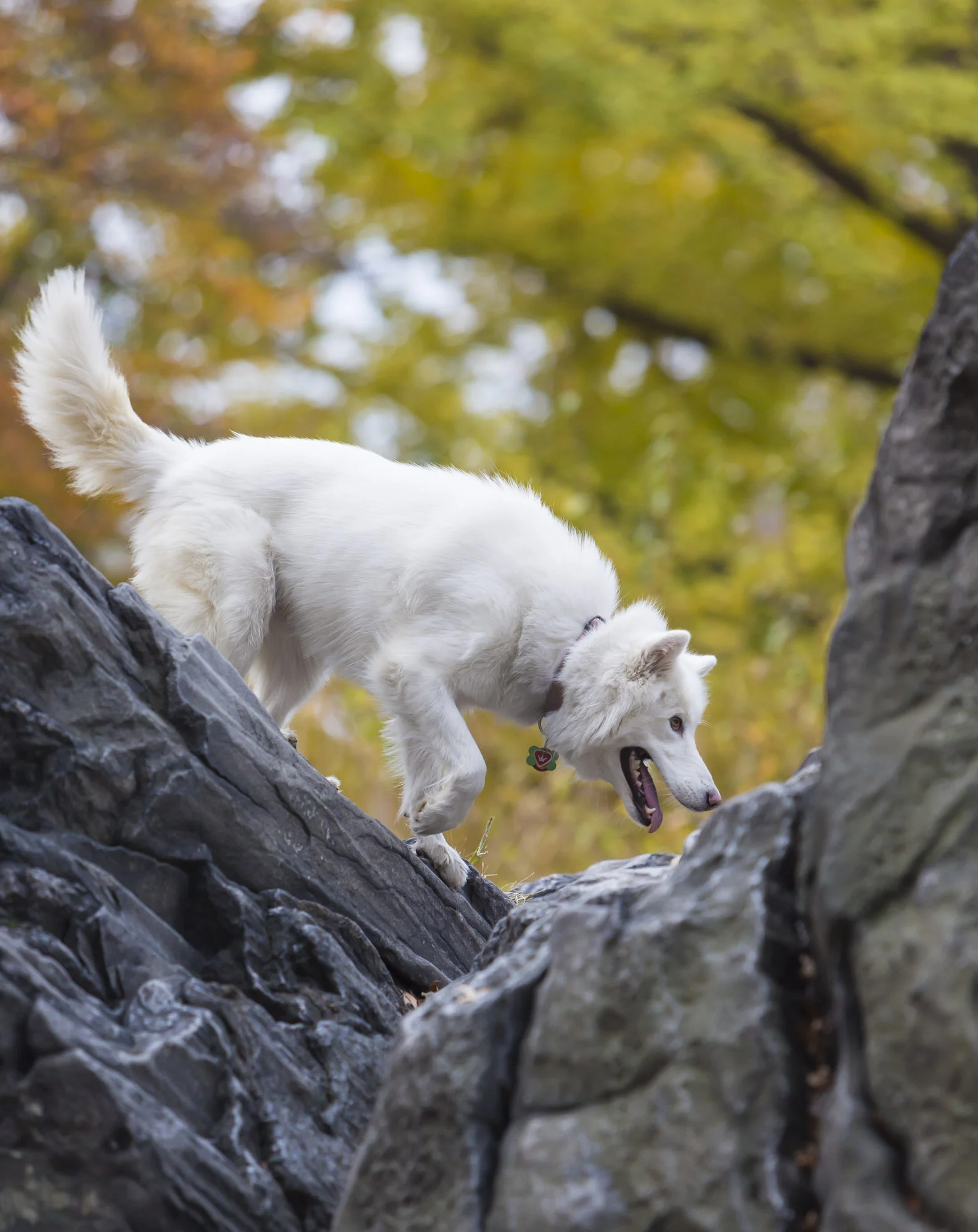 dogs-9.jpg